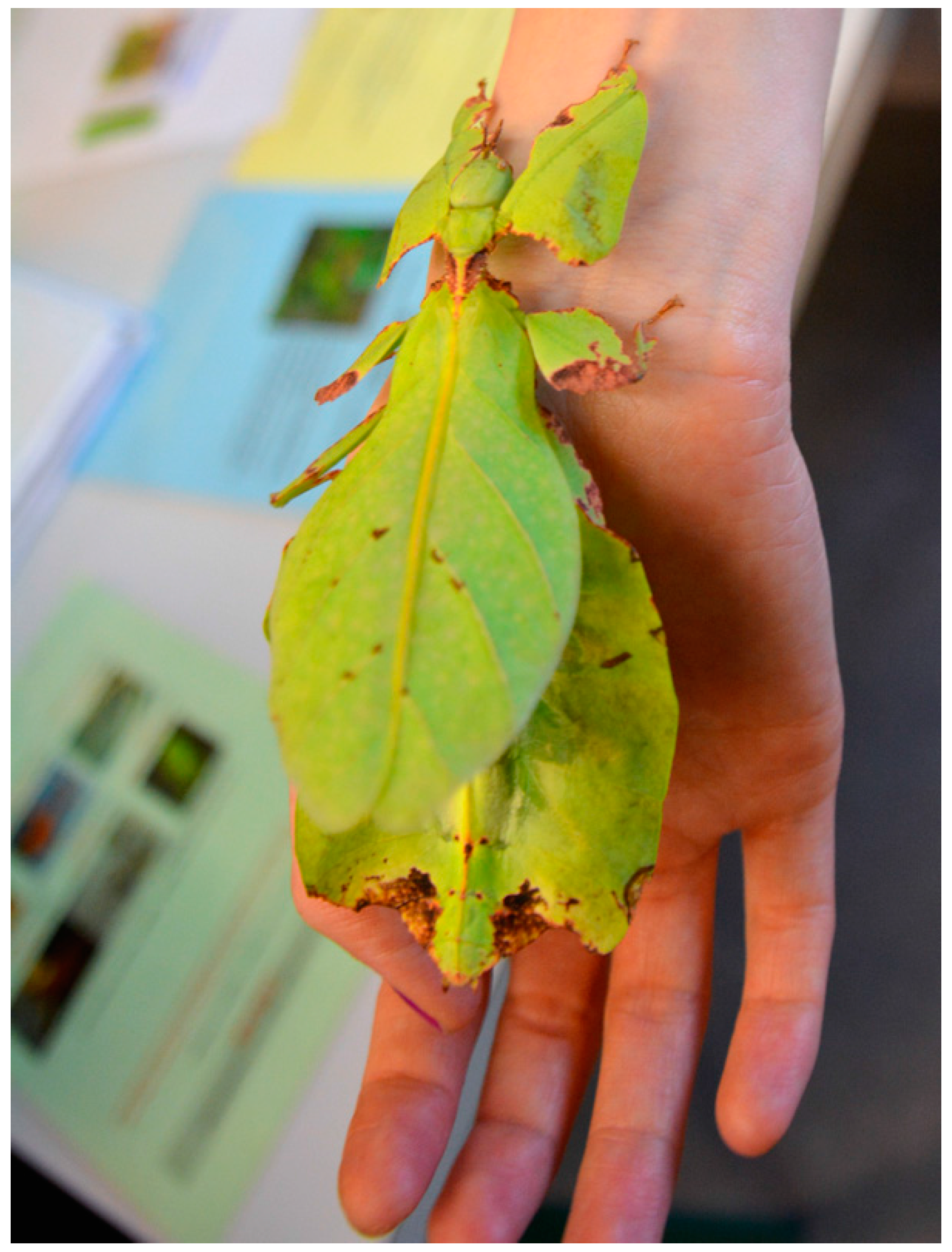 Insects 09 00003 g002 550