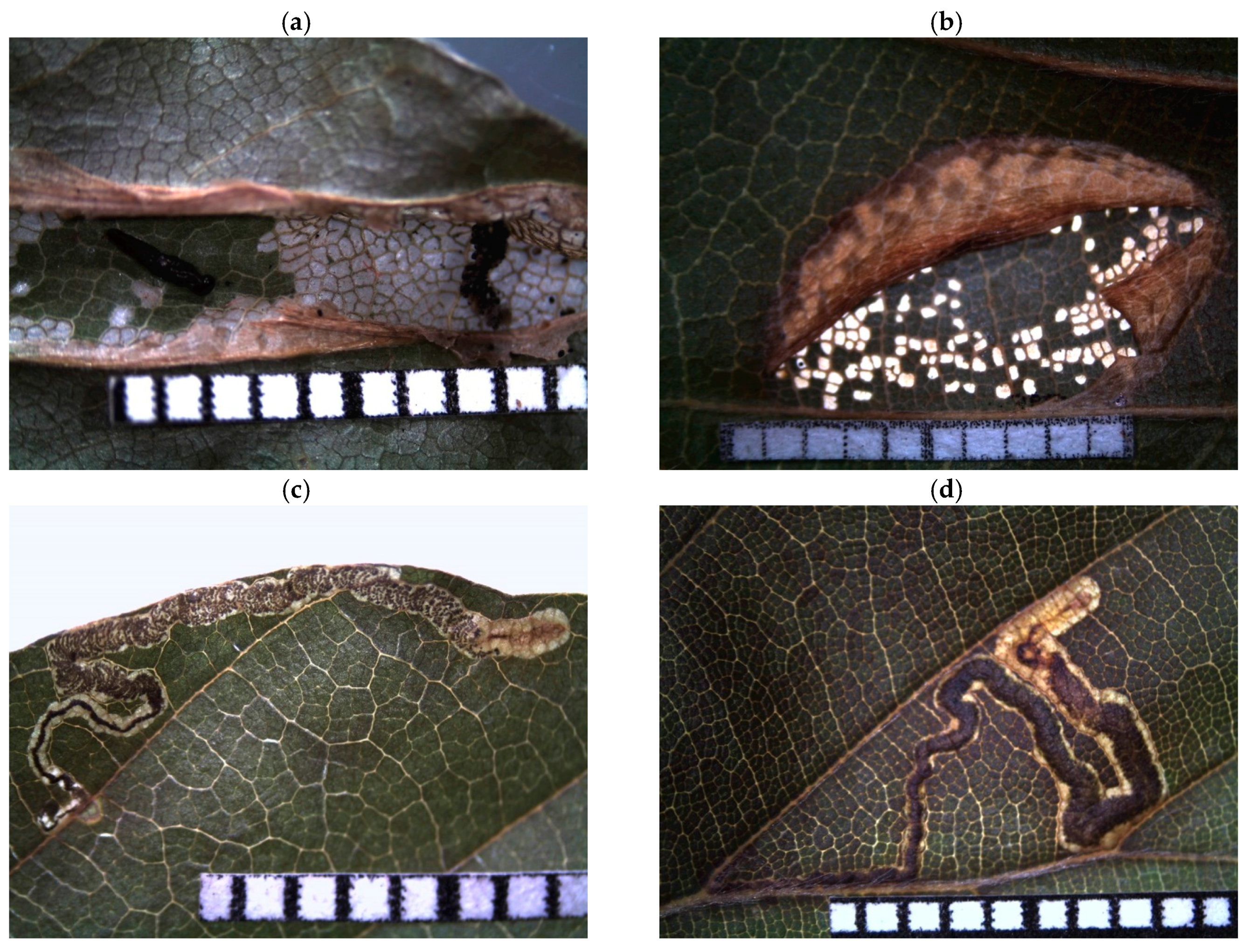 Insects 09 00009 g0a2