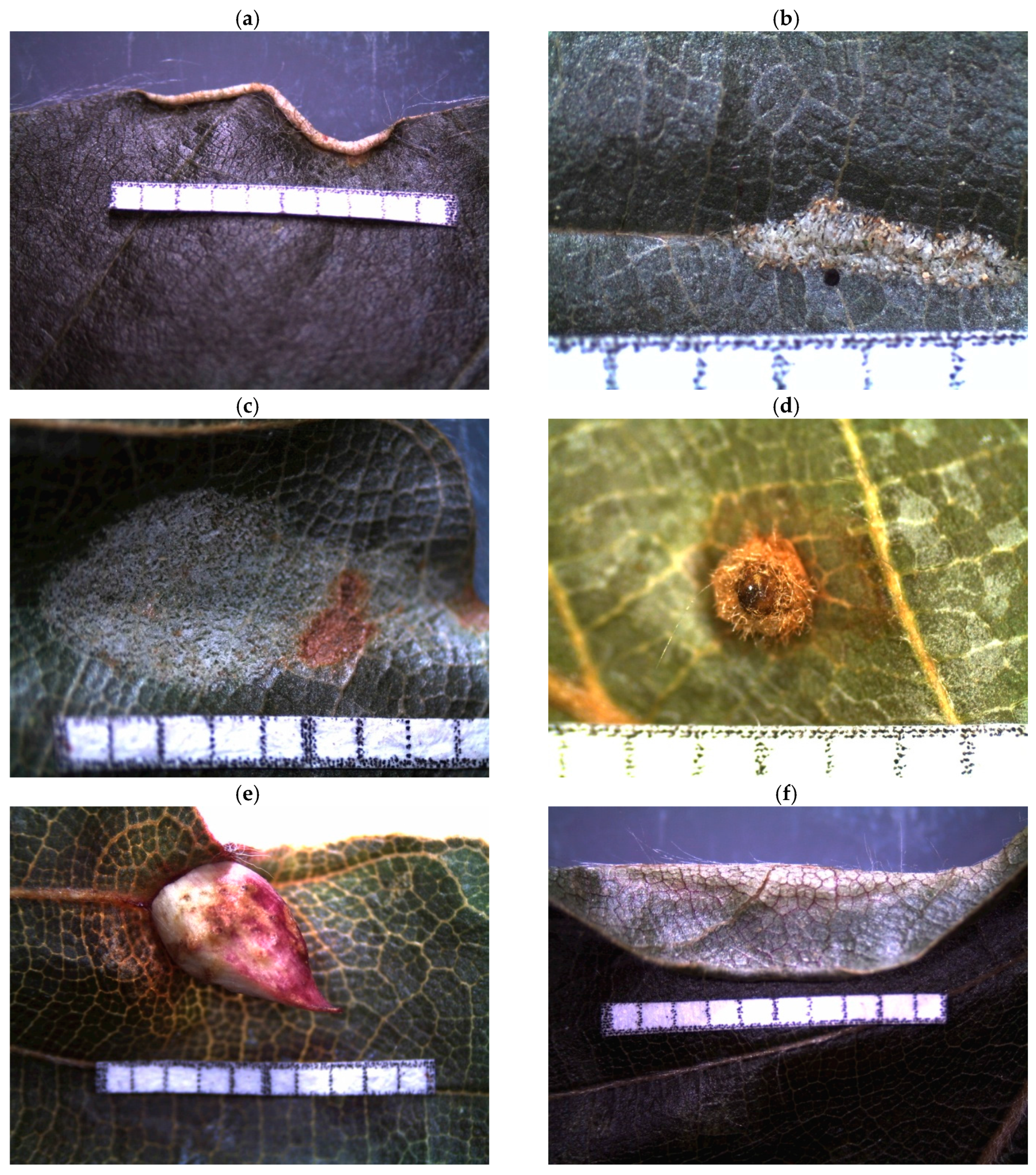 Insects 09 00009 g0a3