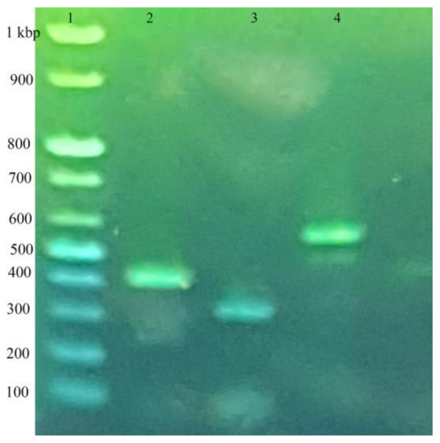 Insects 09 00039 g001 550