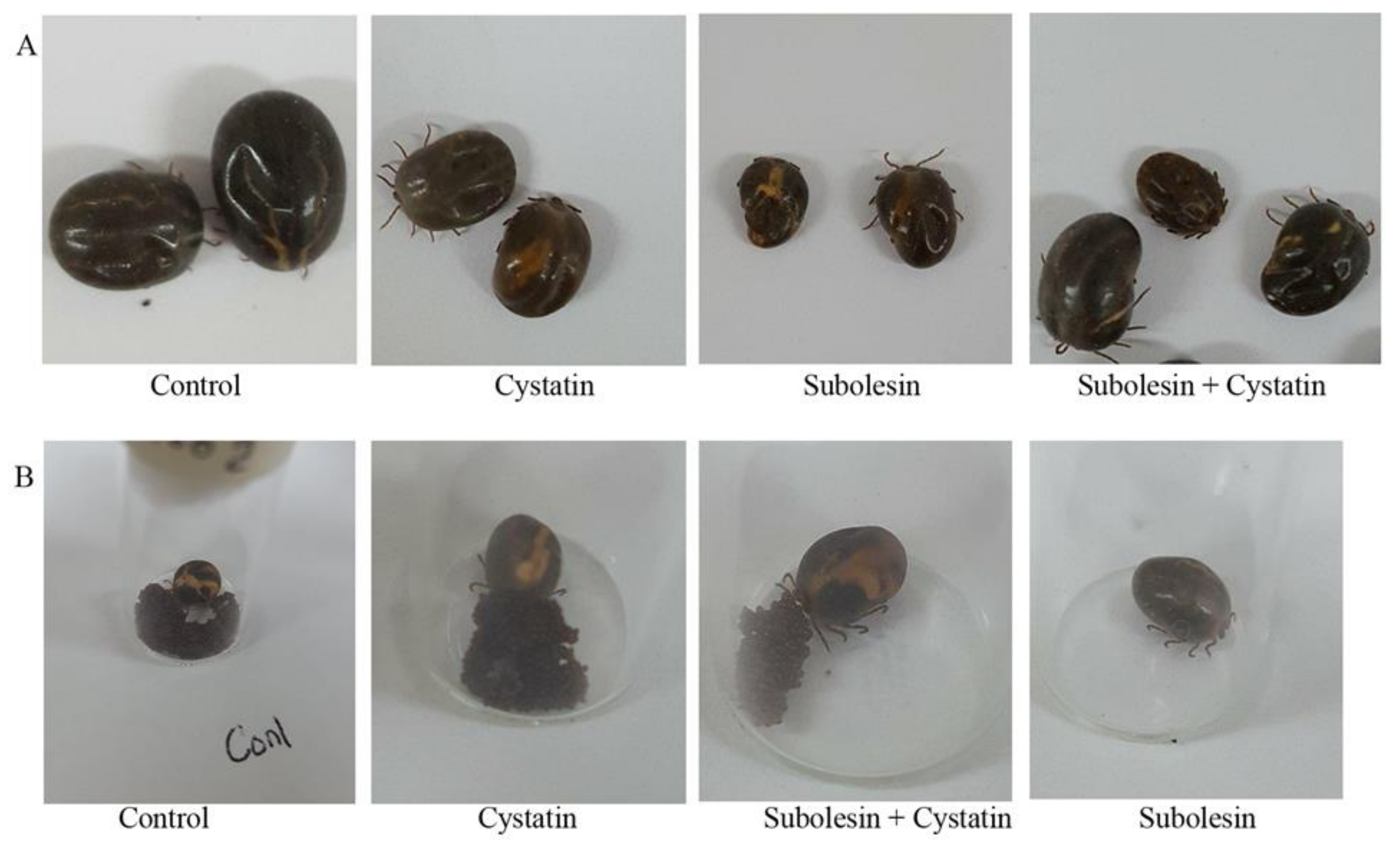 Insects 09 00039 g006 550