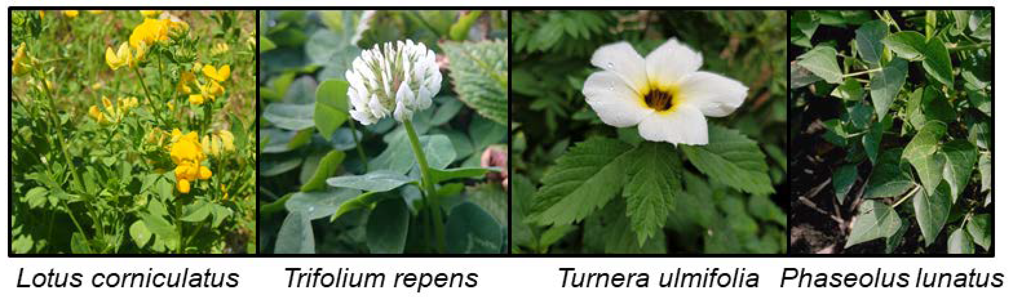 Insects 09 00051 g005 Insects 09 00051 g005