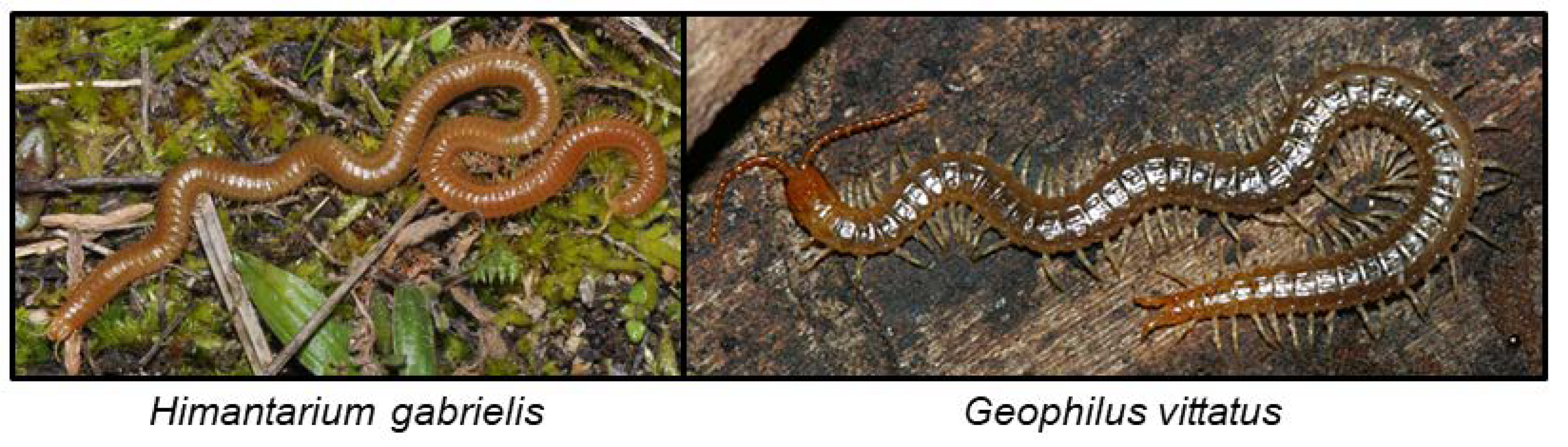 Insects 09 00051 g008 Insects 09 00051 g008