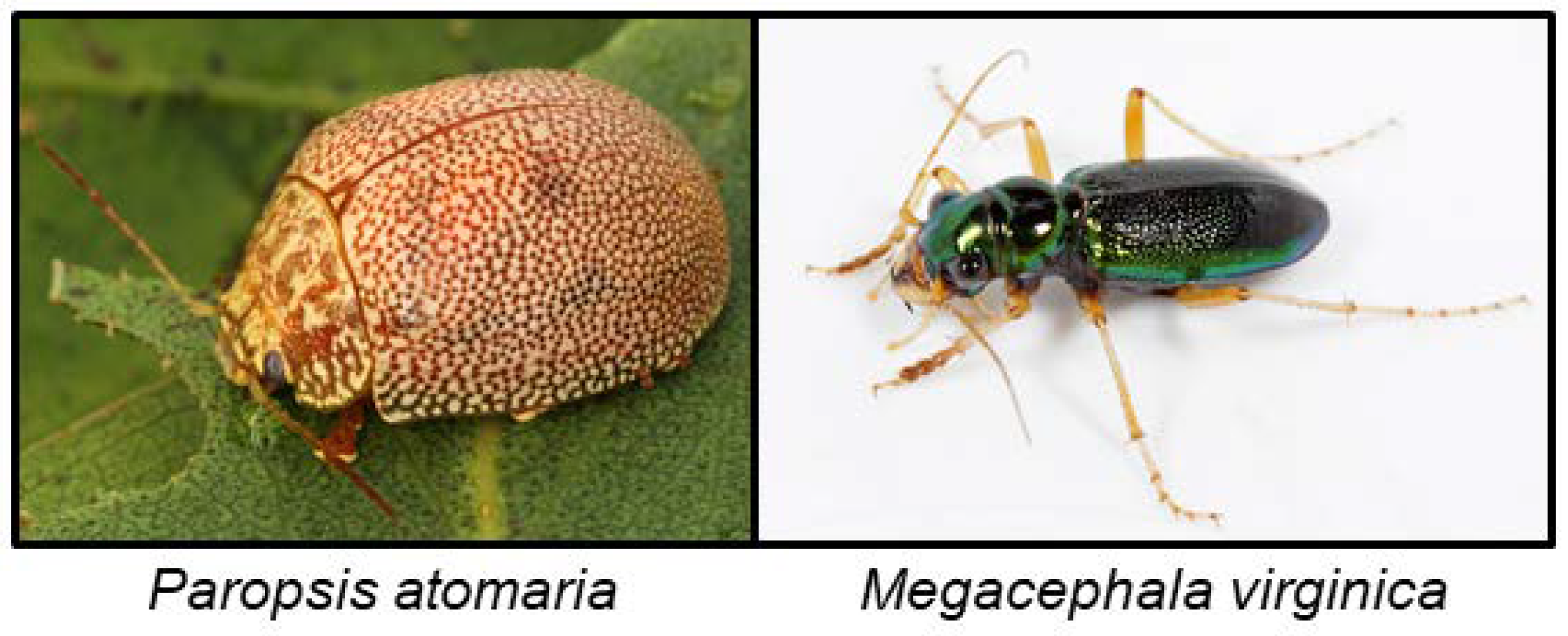 Insects 09 00051 g012 Insects 09 00051 g012