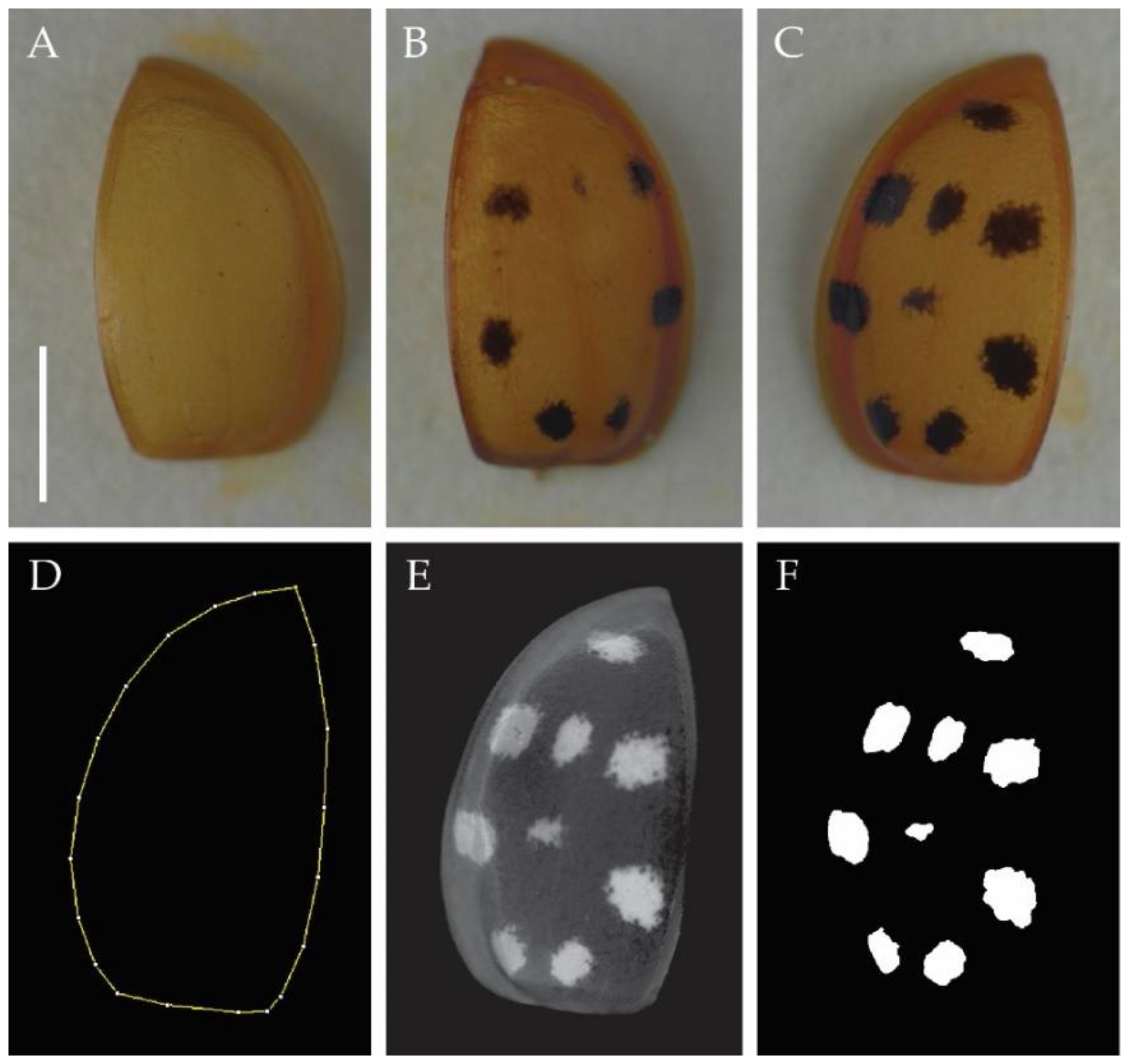 Insects 09 00067 g001 550