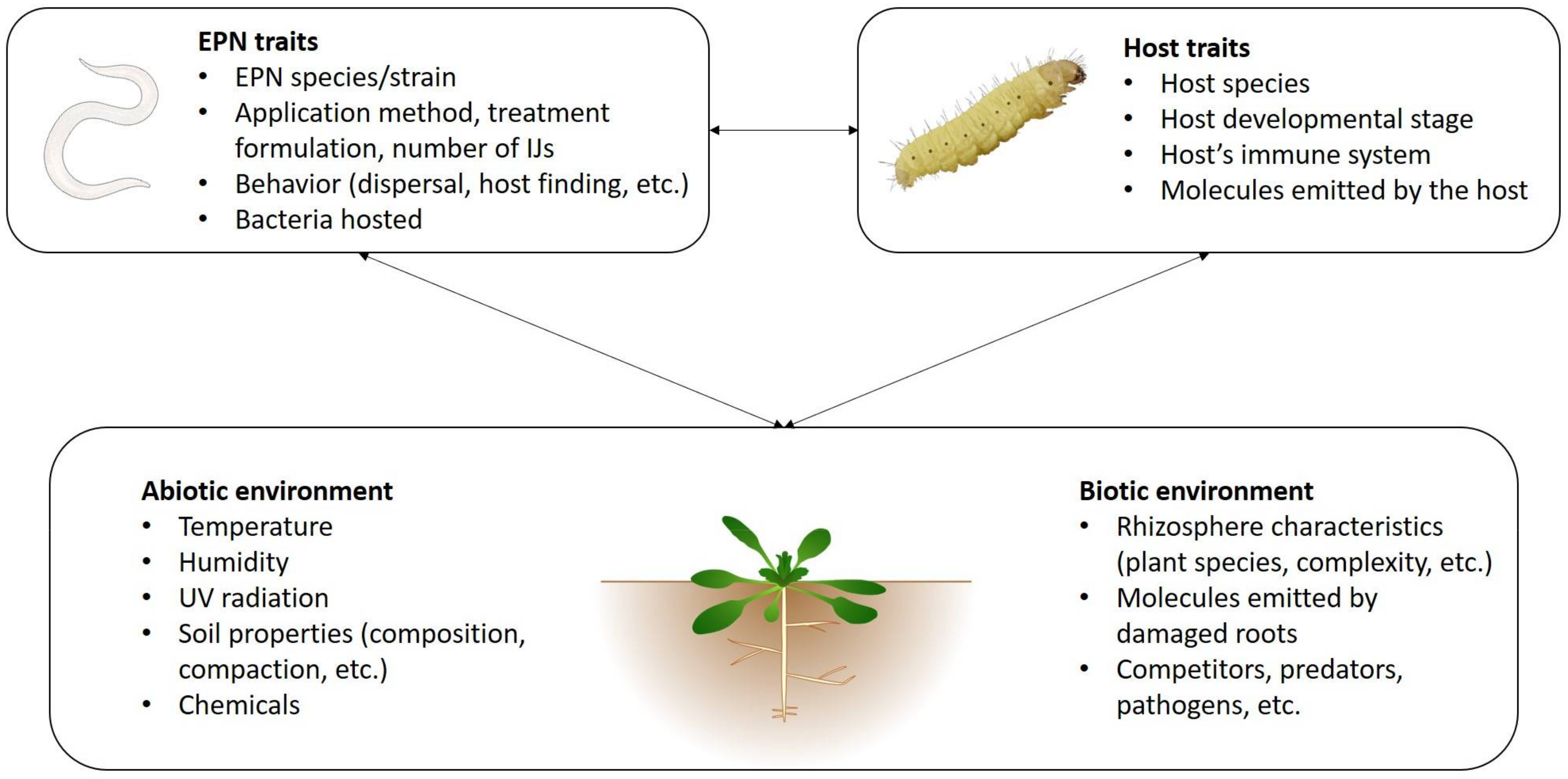 Organic control of plant nematodes with entomopathogenic nematodes —  Nematode Information