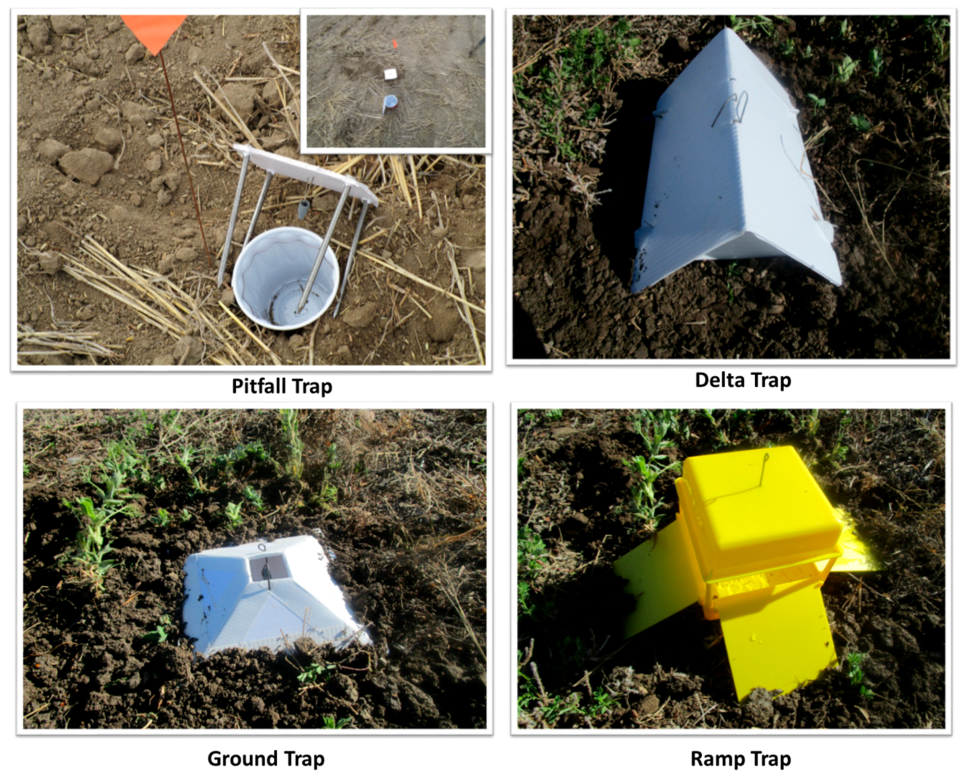 Pheromone Traps - Traps for Greenhouse Insects - Harvesso