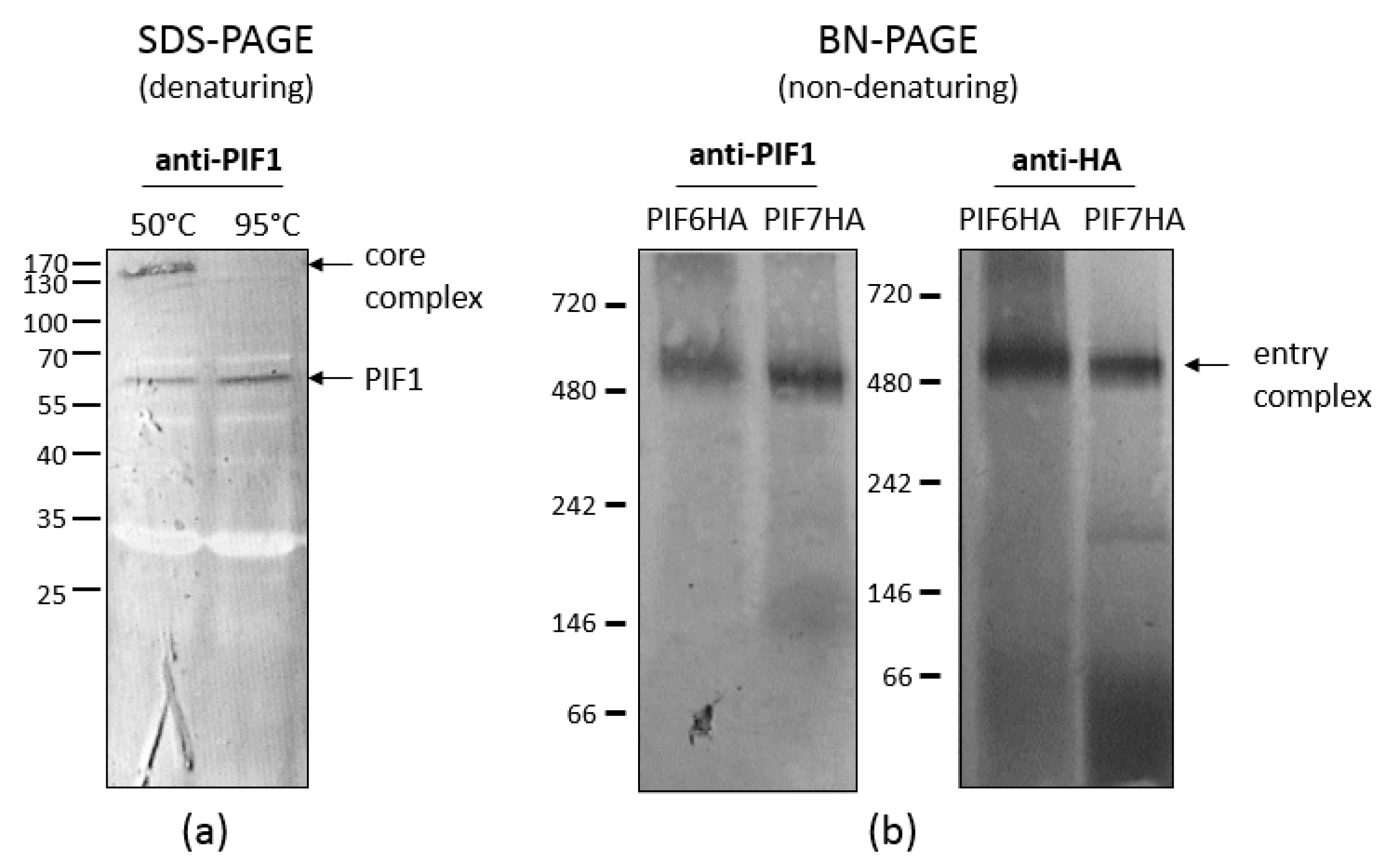 Insects 09 00084 g004 Insects 09 00084 g004