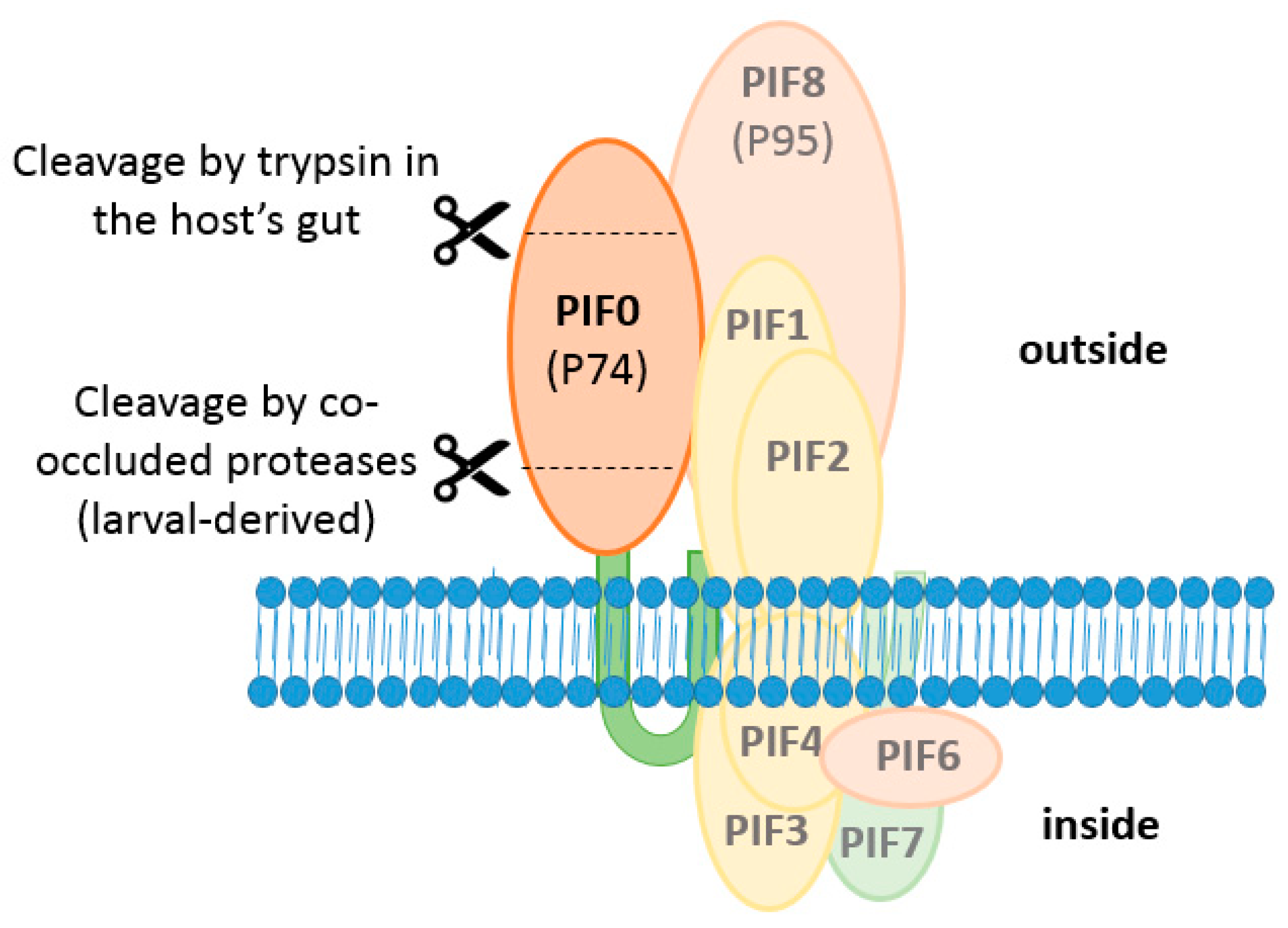 Insects 09 00084 g007 Insects 09 00084 g007