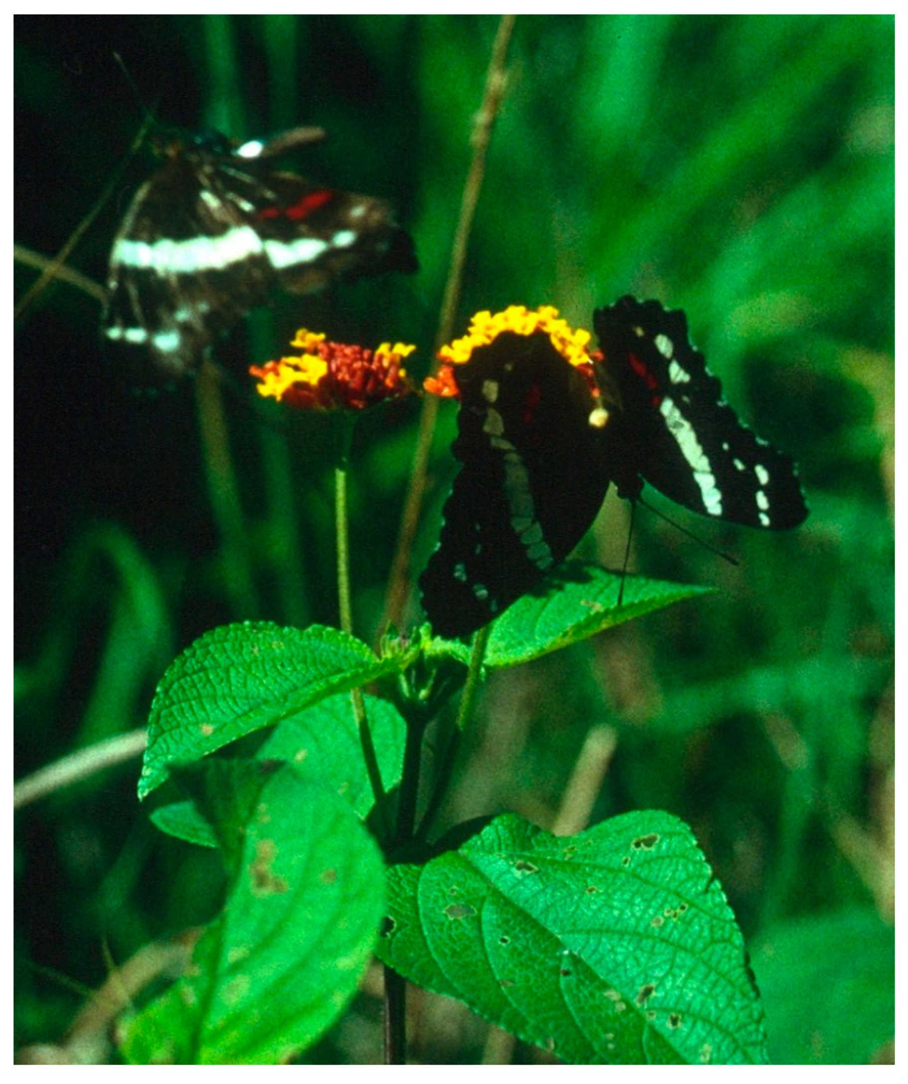 Insects 09 00107 g003