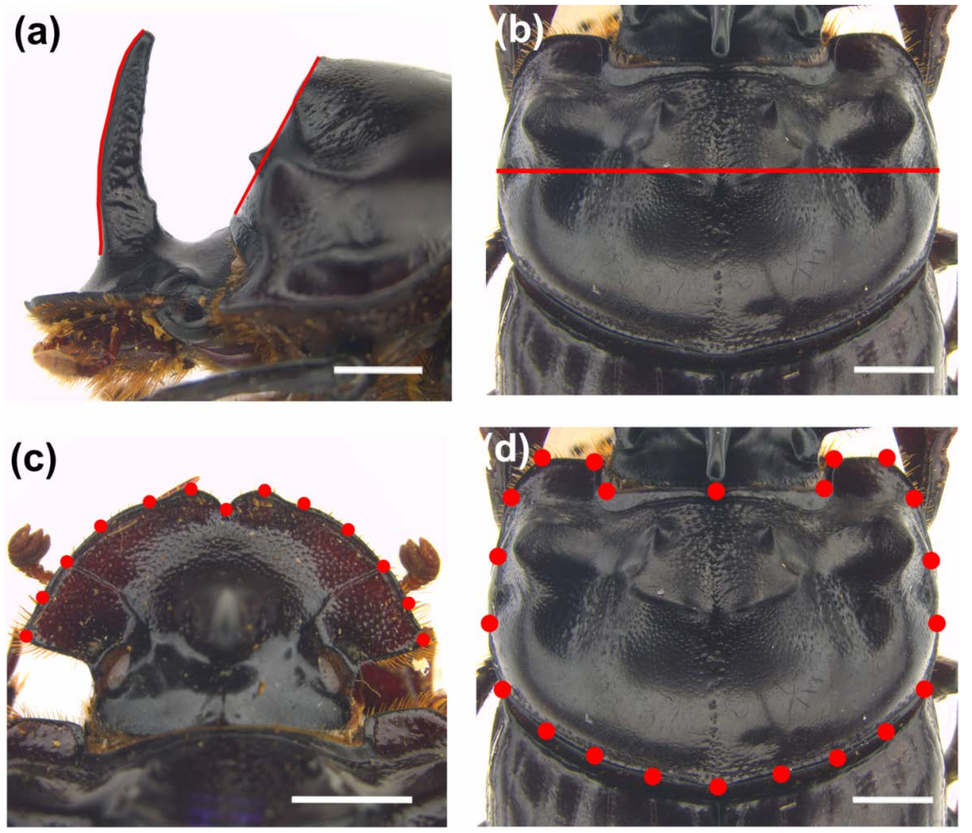 Insects 09 00108 g001 Insects 09 00108 g001