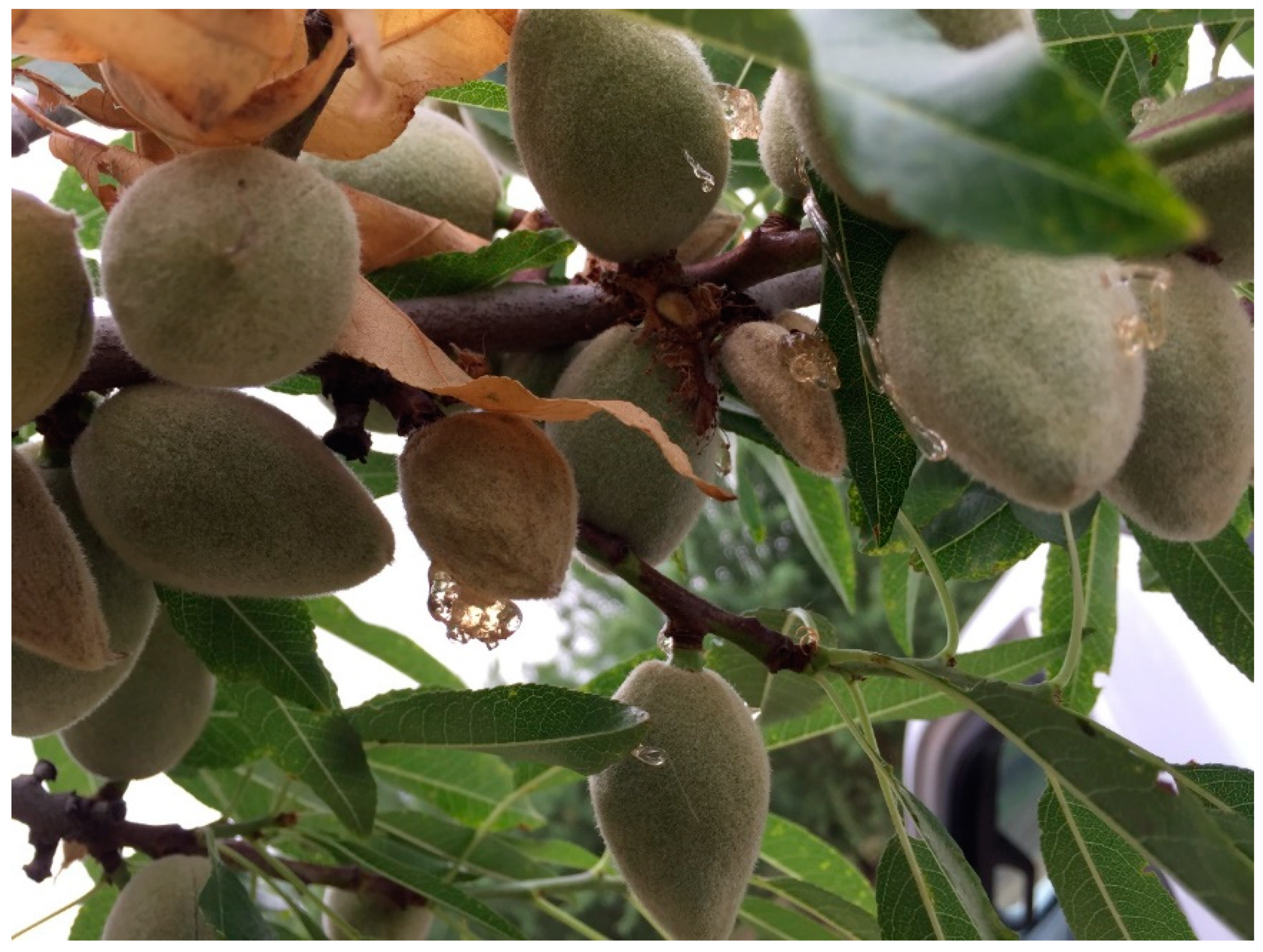 Insects 09 00126 g002