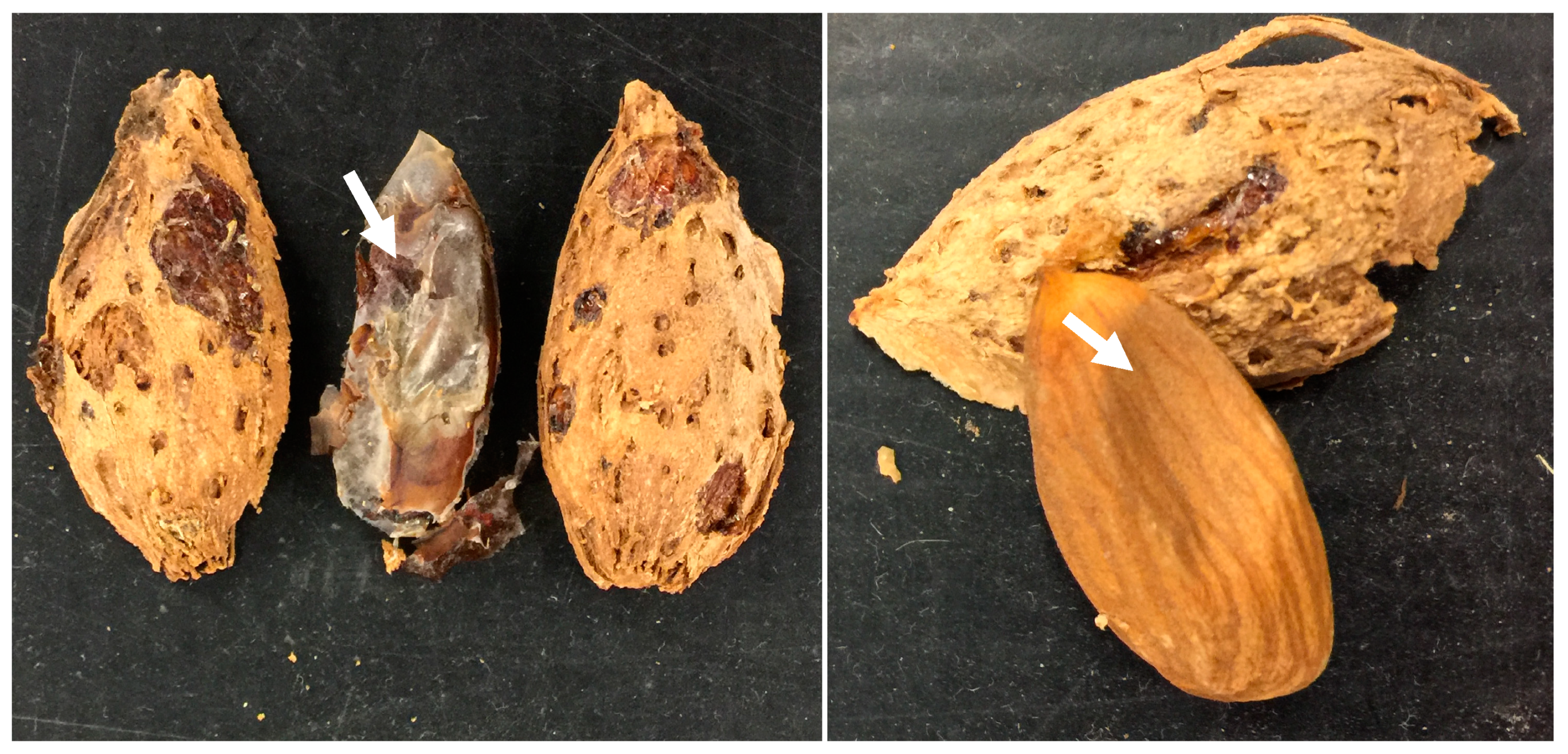 Insects 09 00126 g005