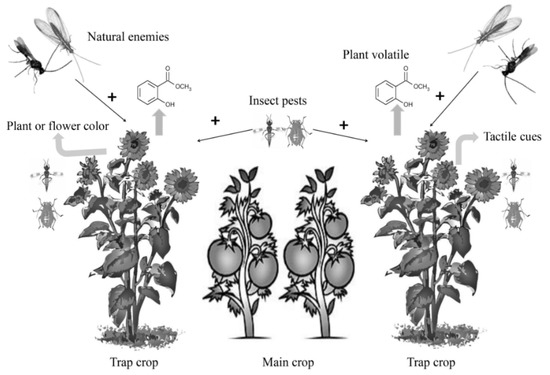 Insect Pests Of Vegetables Springerlink