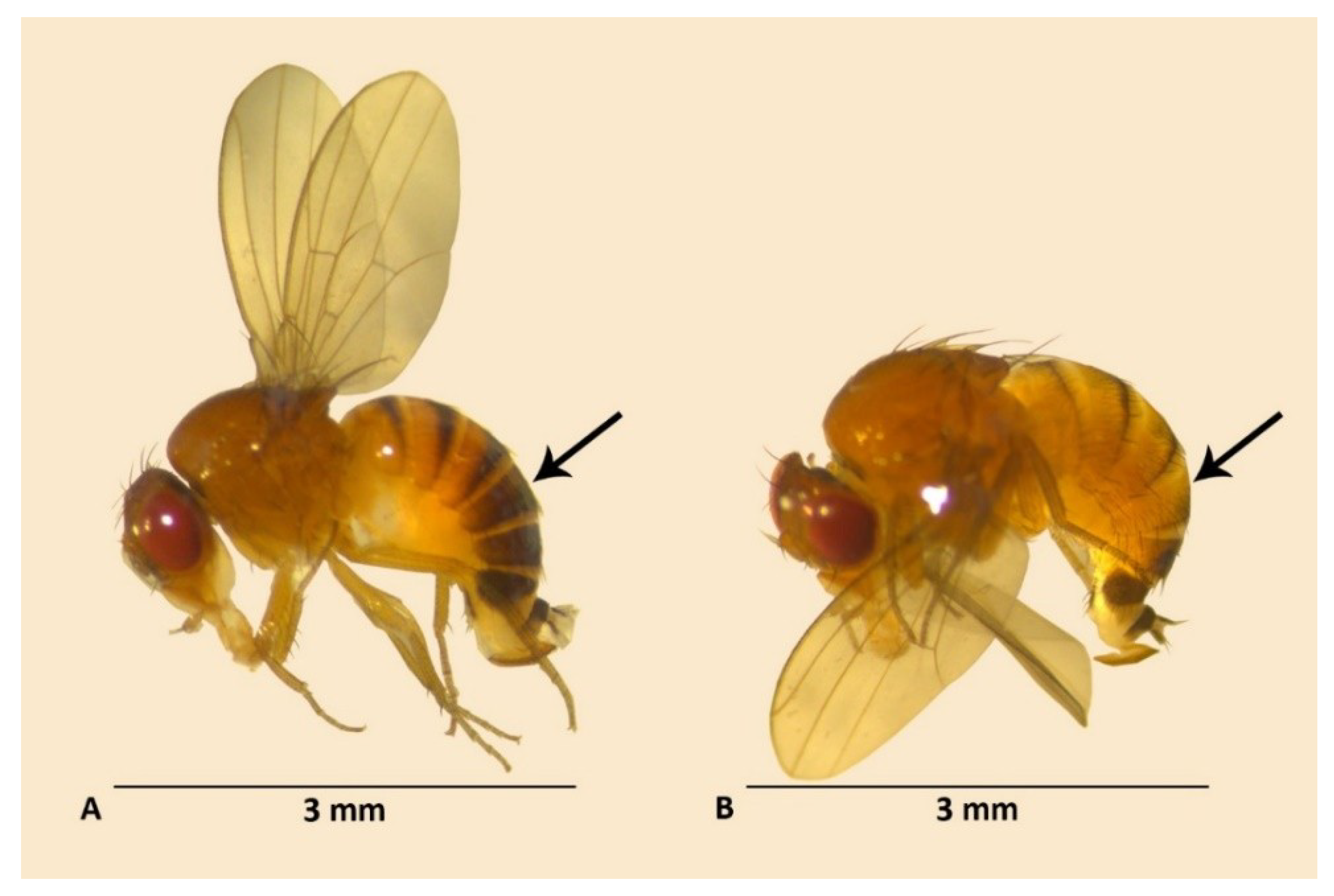 Seeing dead fruit flies is bad for the health of fruit flies – and neuroscientists have identified the exact brain cells responsible