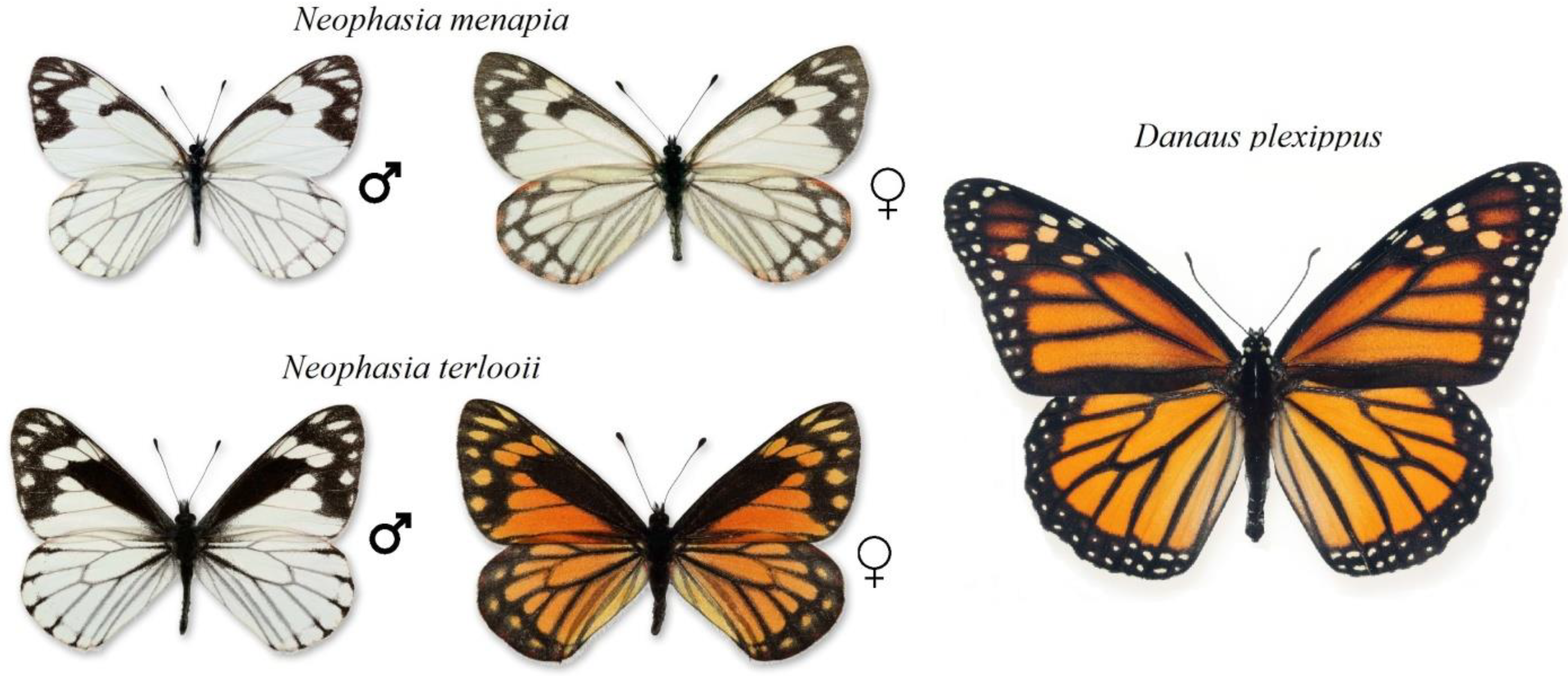 Lv Butterfly Clear Case  Natural Resource Department