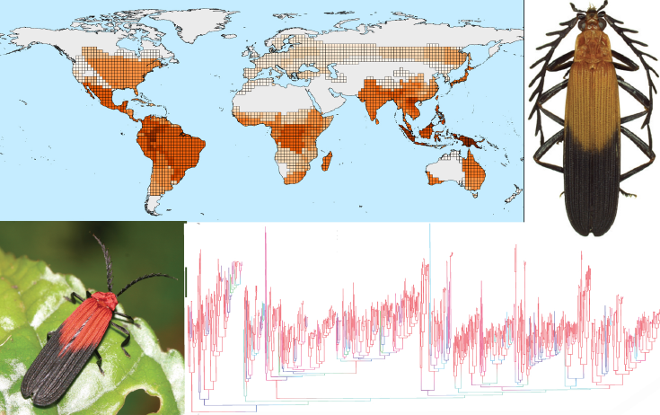 Insects Free Full Text Molecular Phylogeny Diversity And Zoogeography Of Net Winged Beetles Coleoptera Lycidae