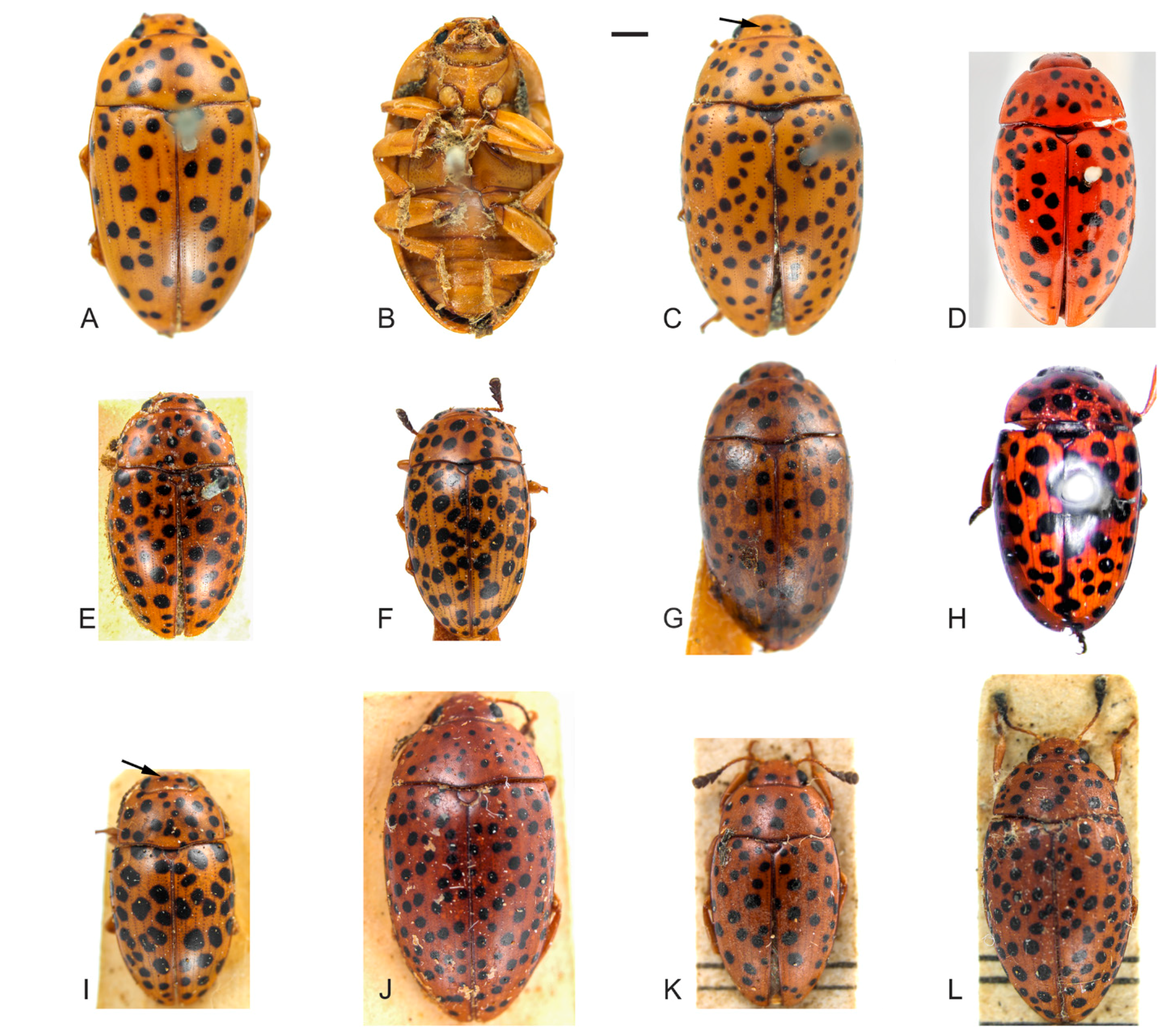 Insects 09 00168 g001