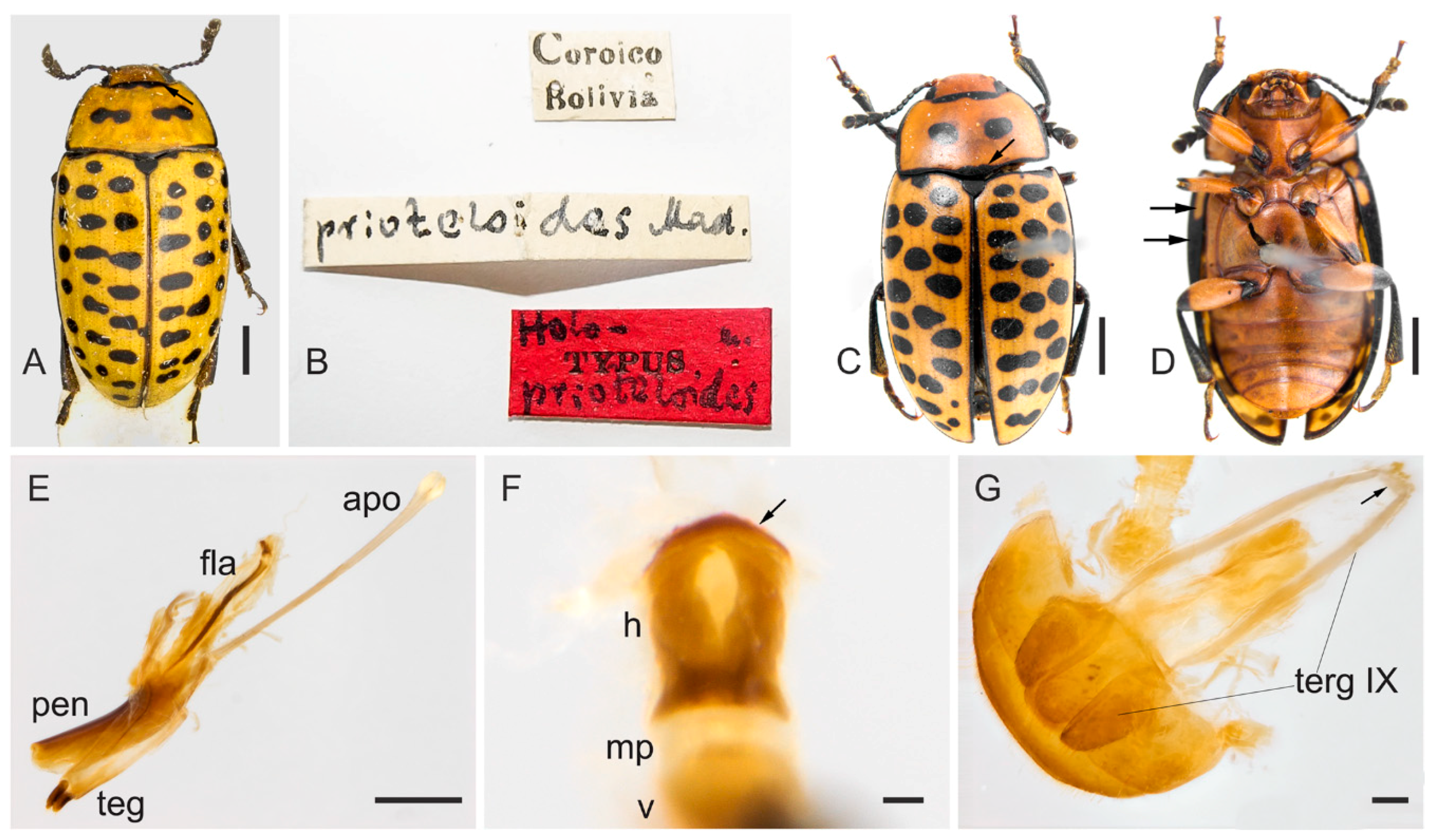 Insects 09 00168 g011