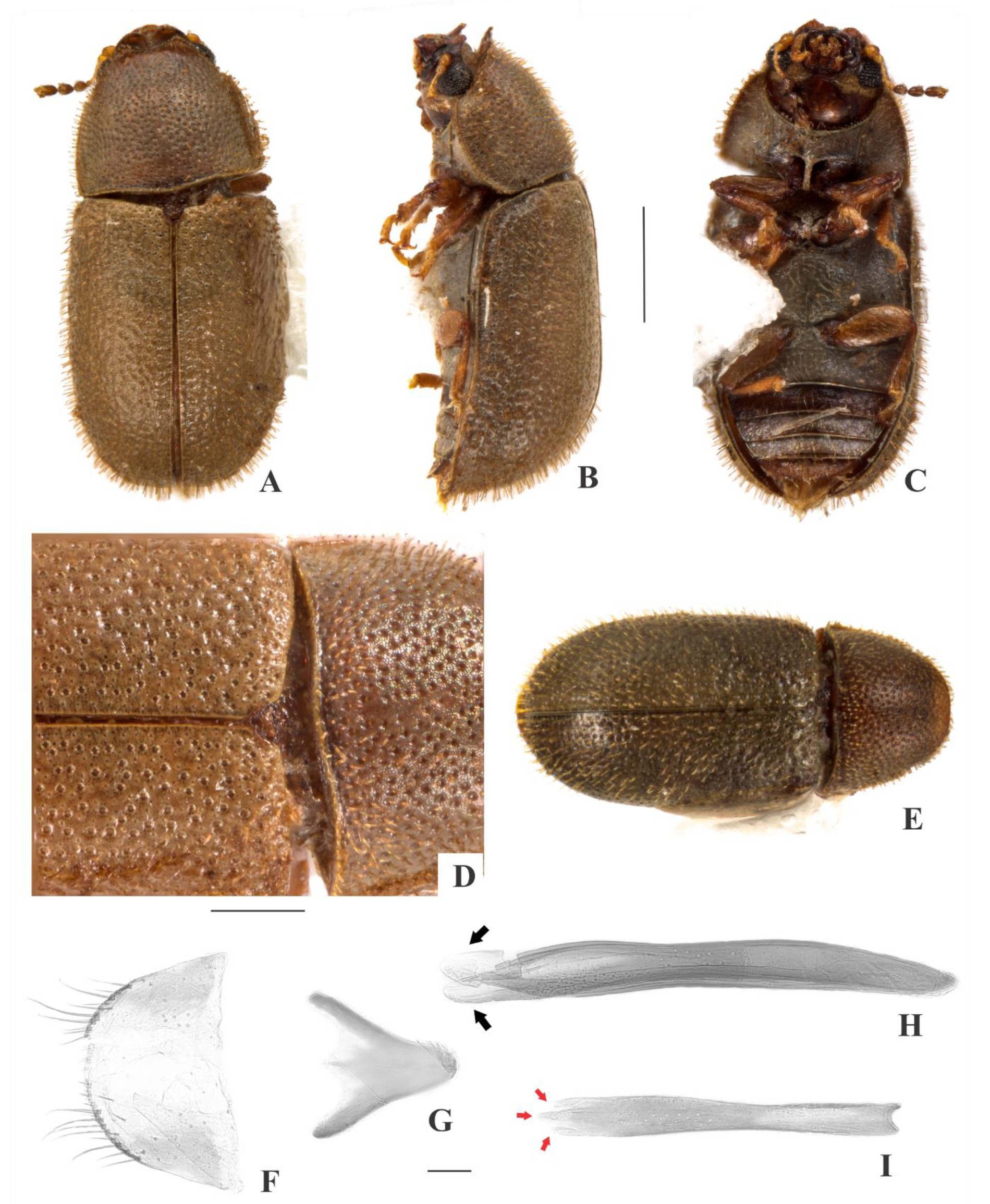 Insects 09 00184 g001