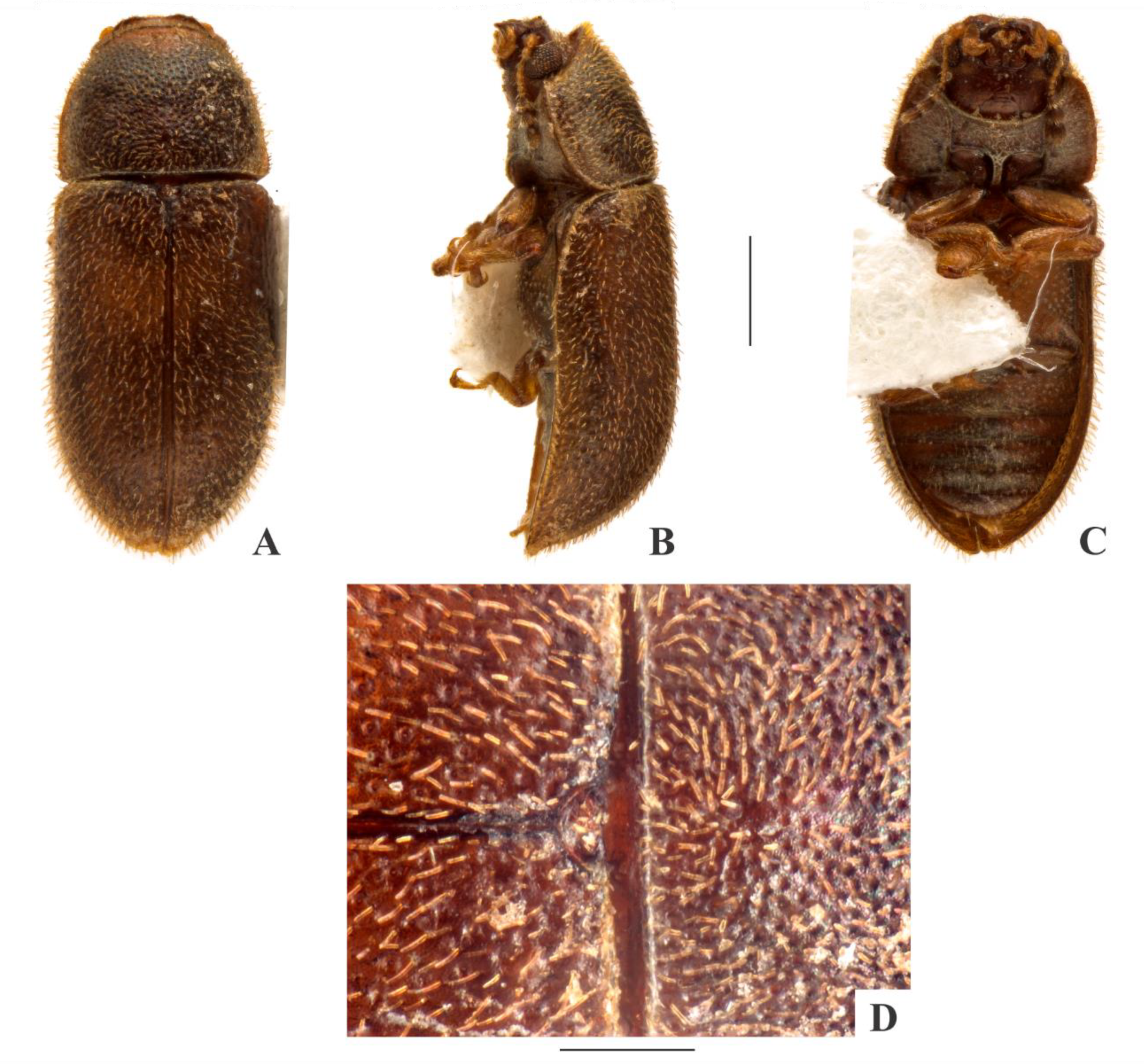 Insects 09 00184 g003