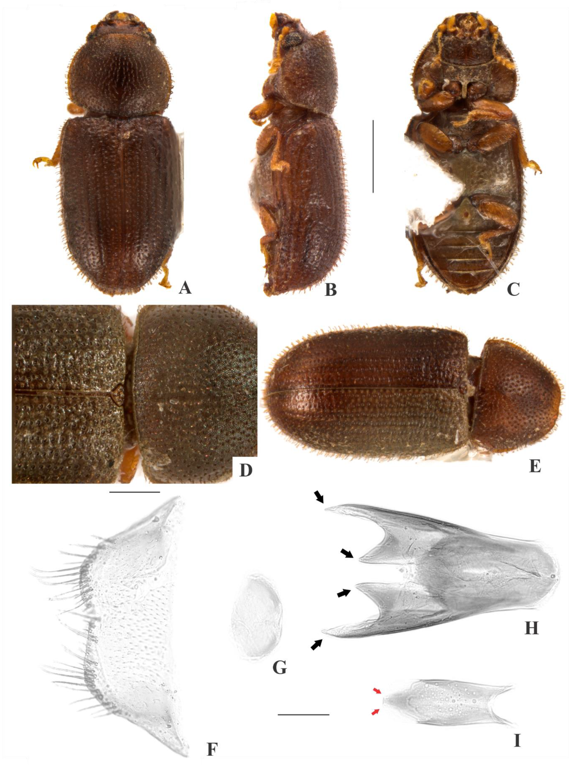 Insects 09 00184 g004