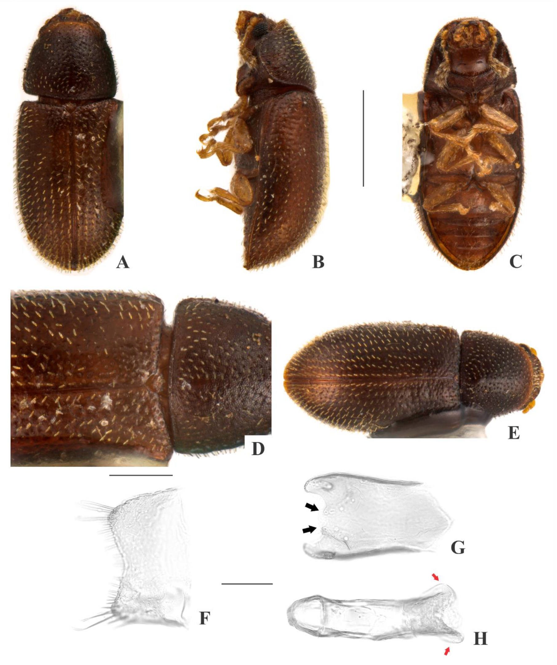 Insects 09 00184 g005