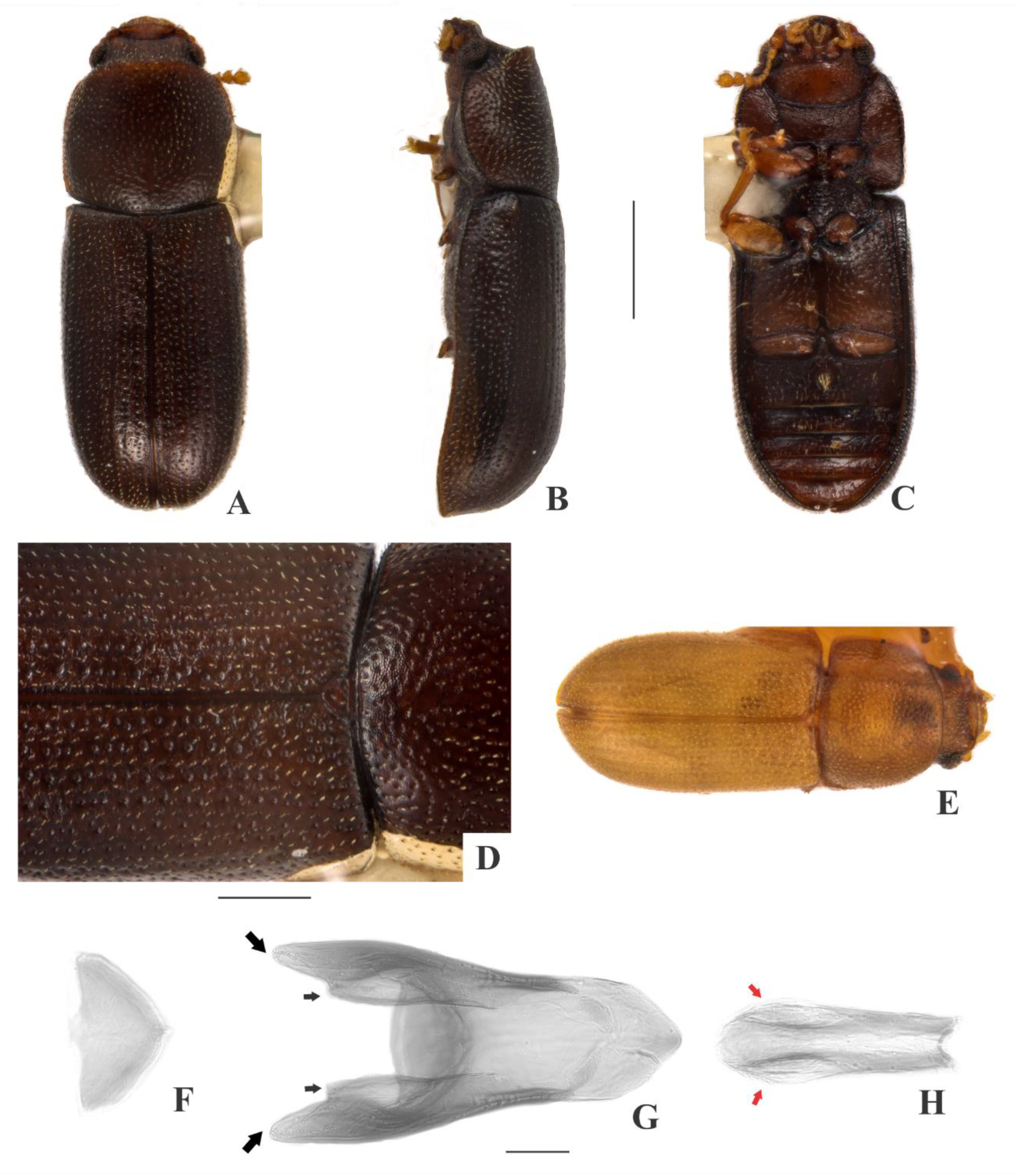 Insects 09 00184 g006