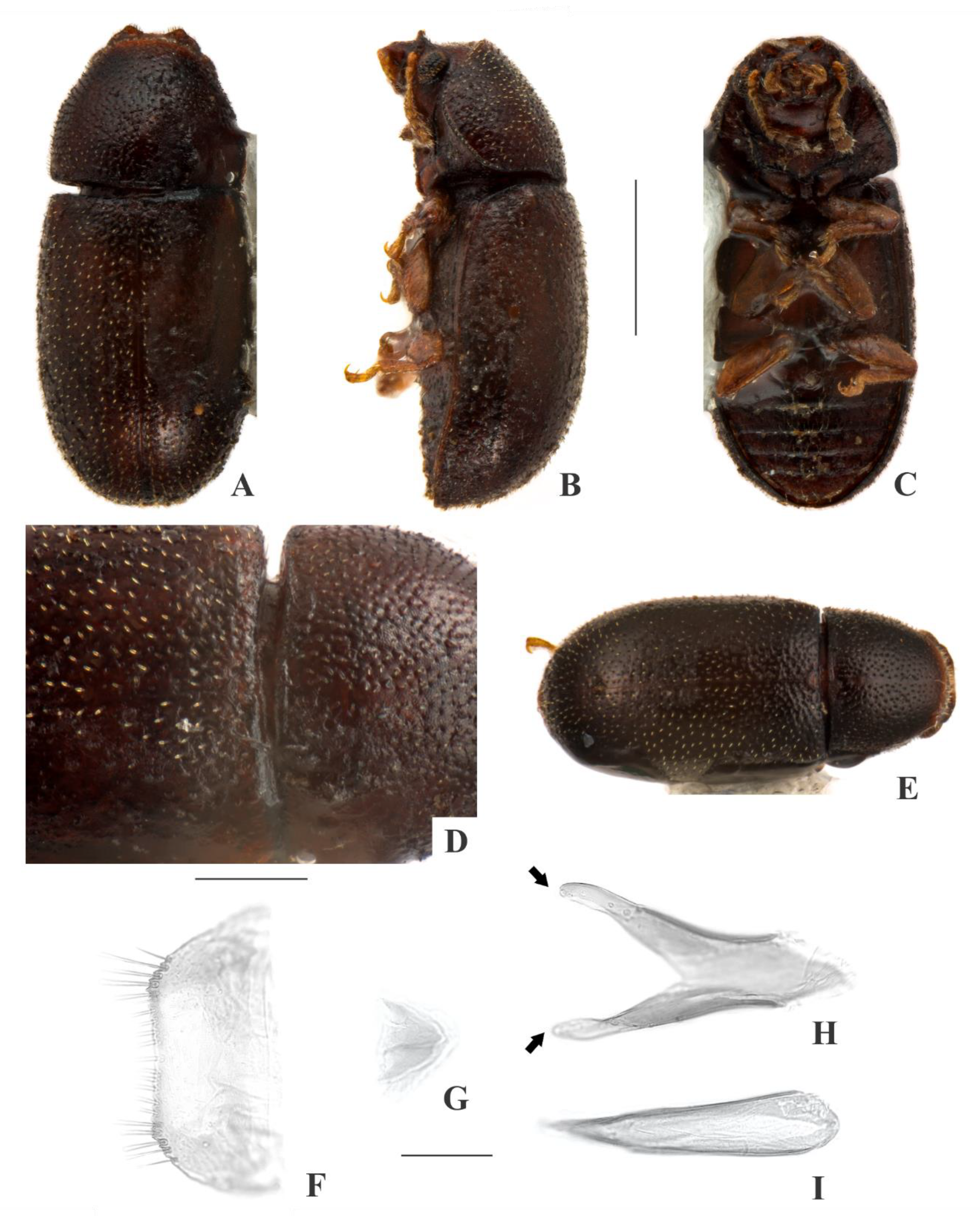 Insects 09 00184 g007