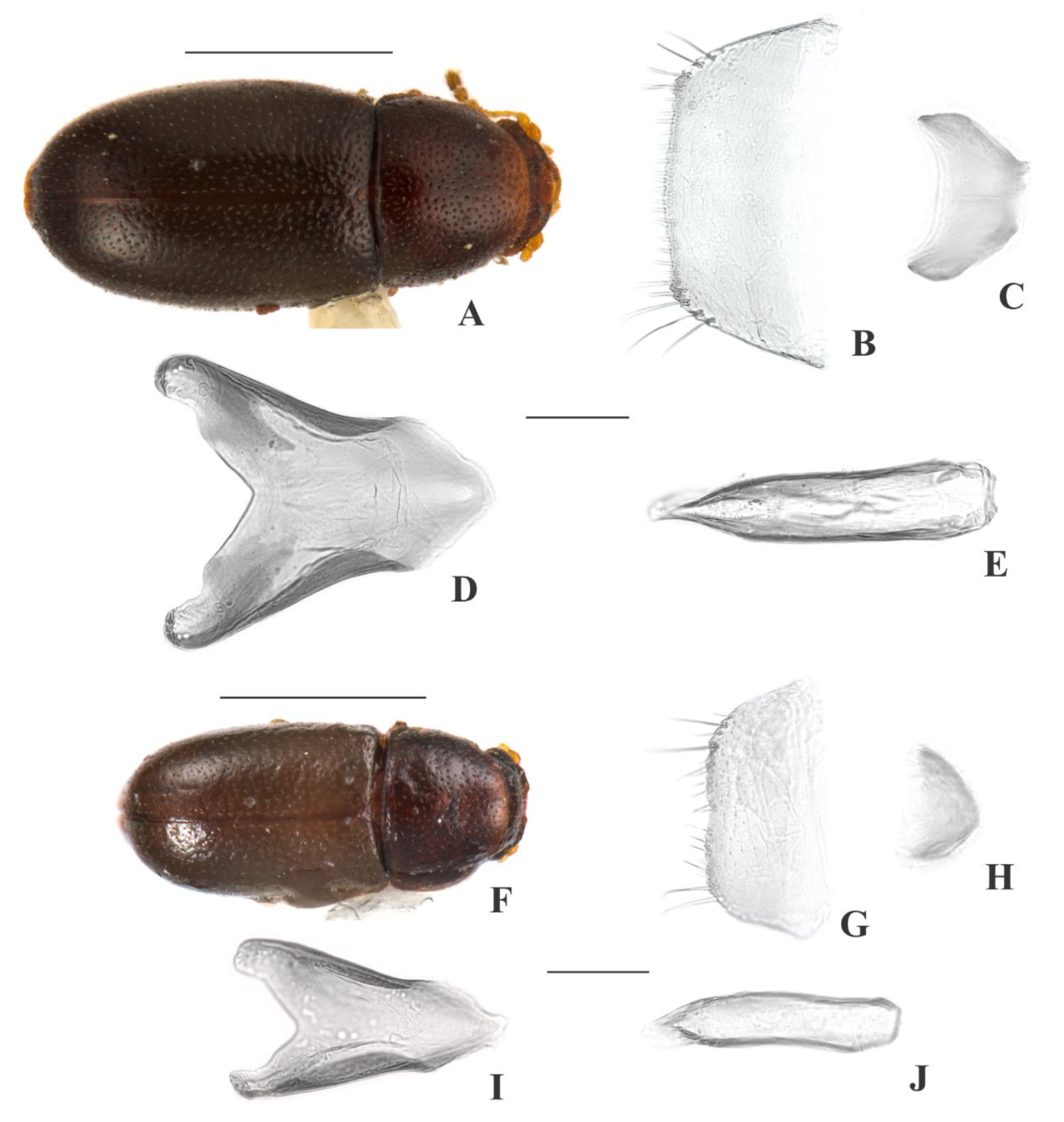 Insects 09 00184 g009