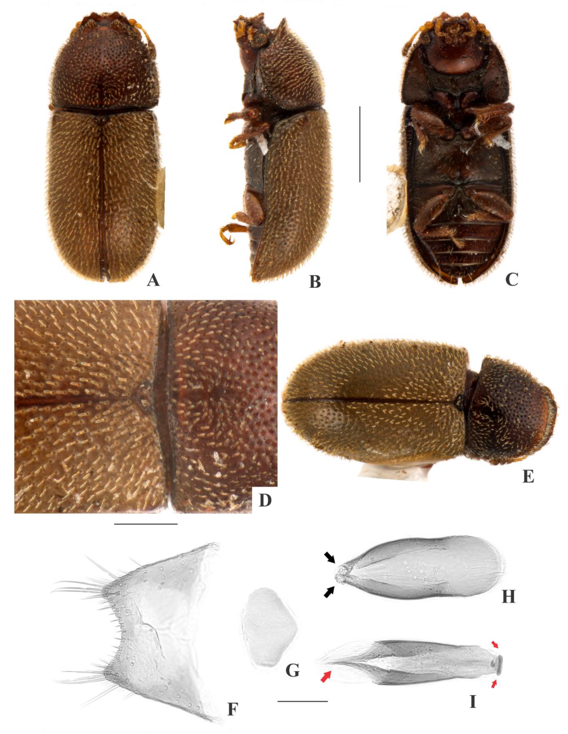 Insects 09 00184 g010