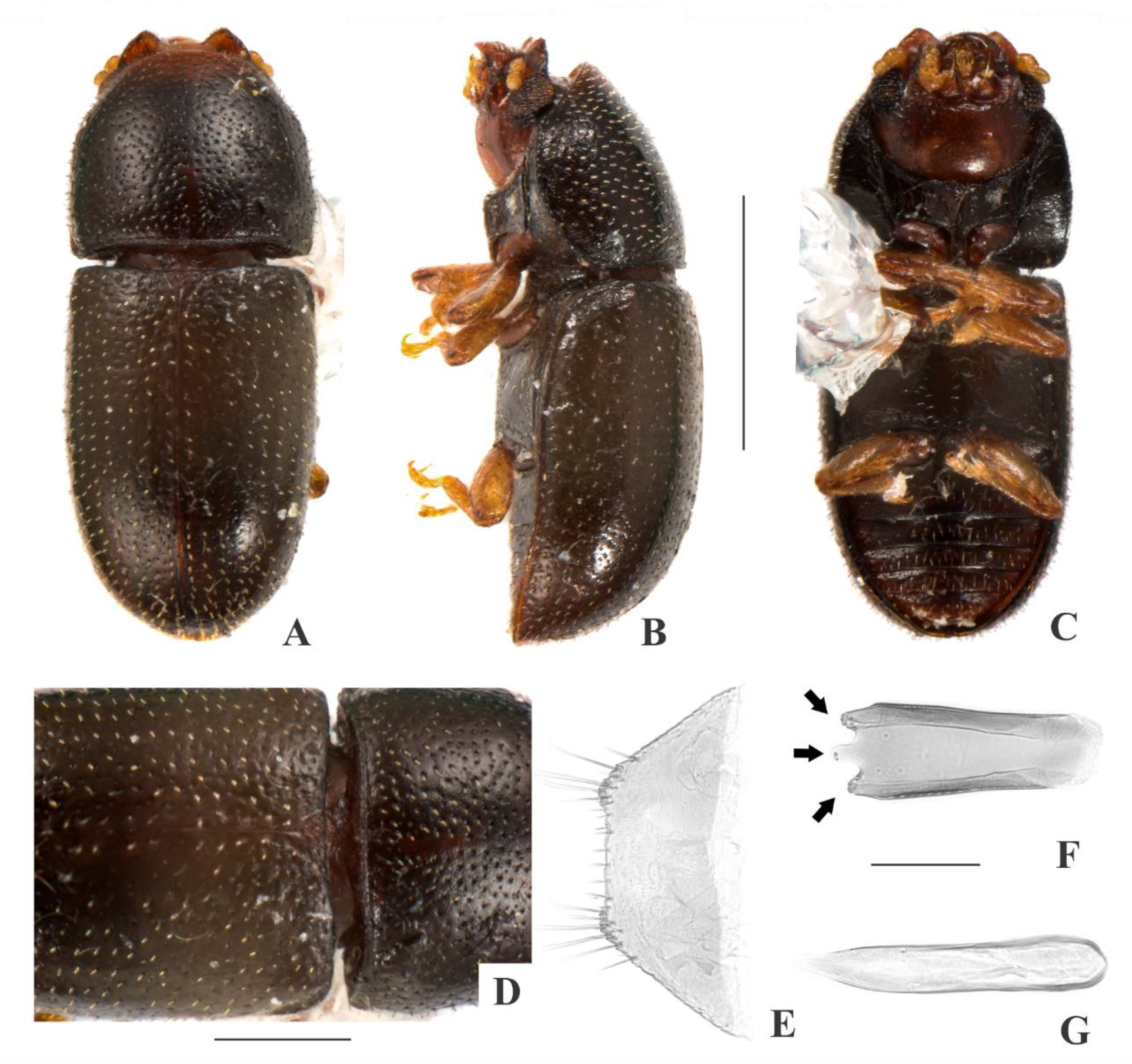 Insects 09 00184 g011