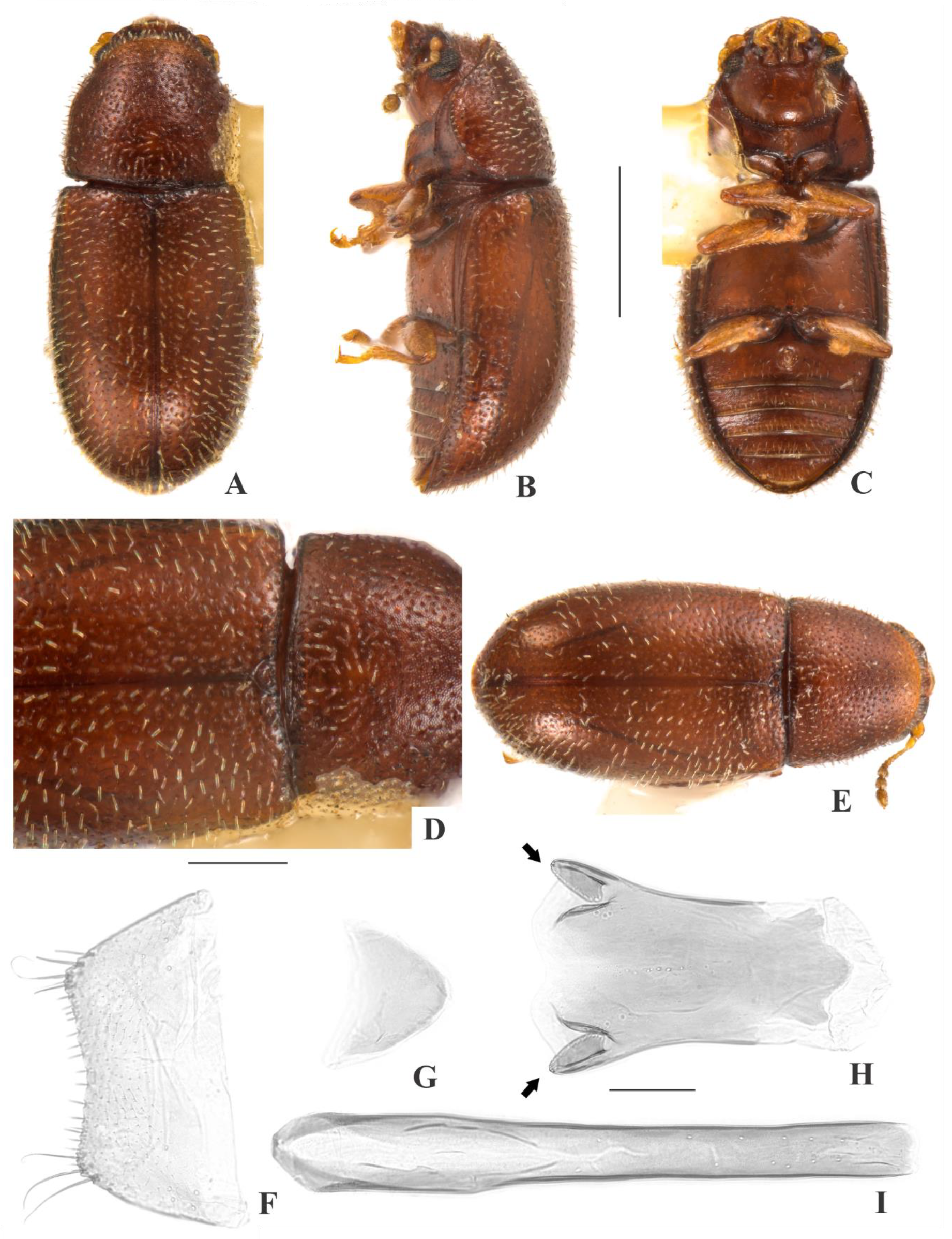 Insects 09 00184 g012