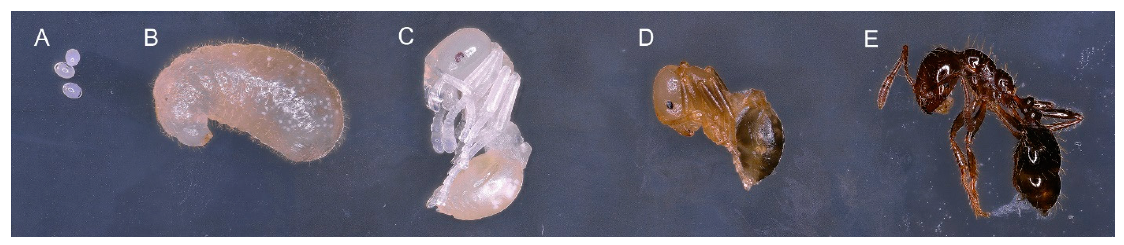 Insects 09 00185 g001 Insects 09 00185 g001