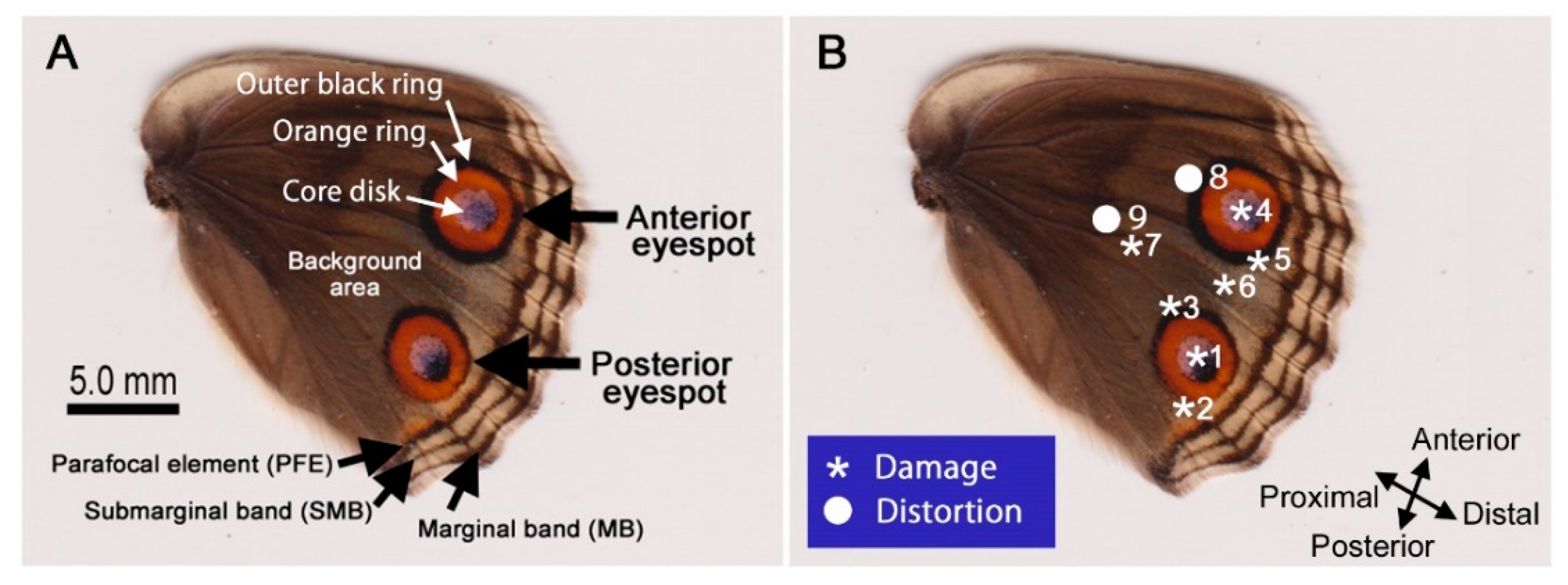 Insects 09 00195 g001