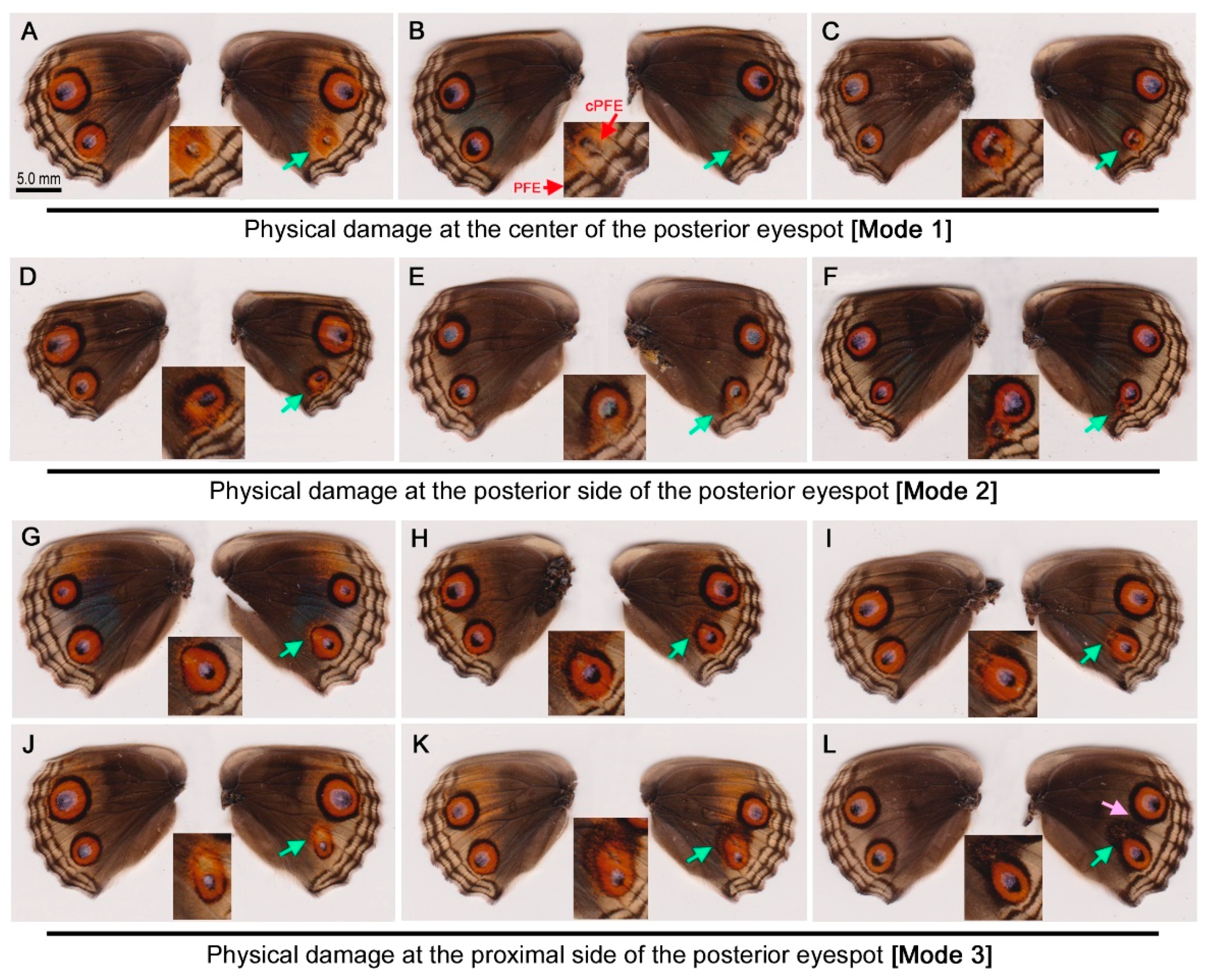 Insects 09 00195 g002