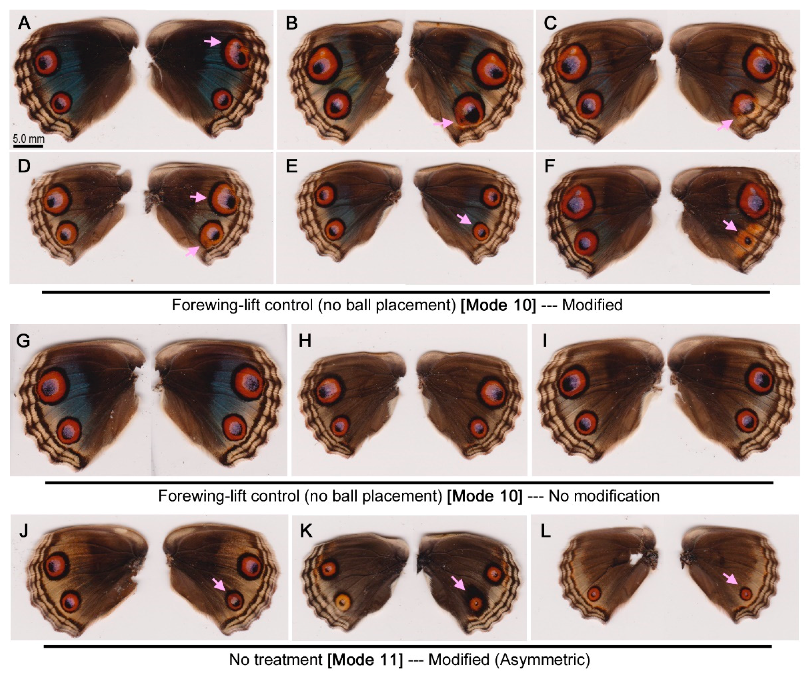 Insects 09 00195 g006