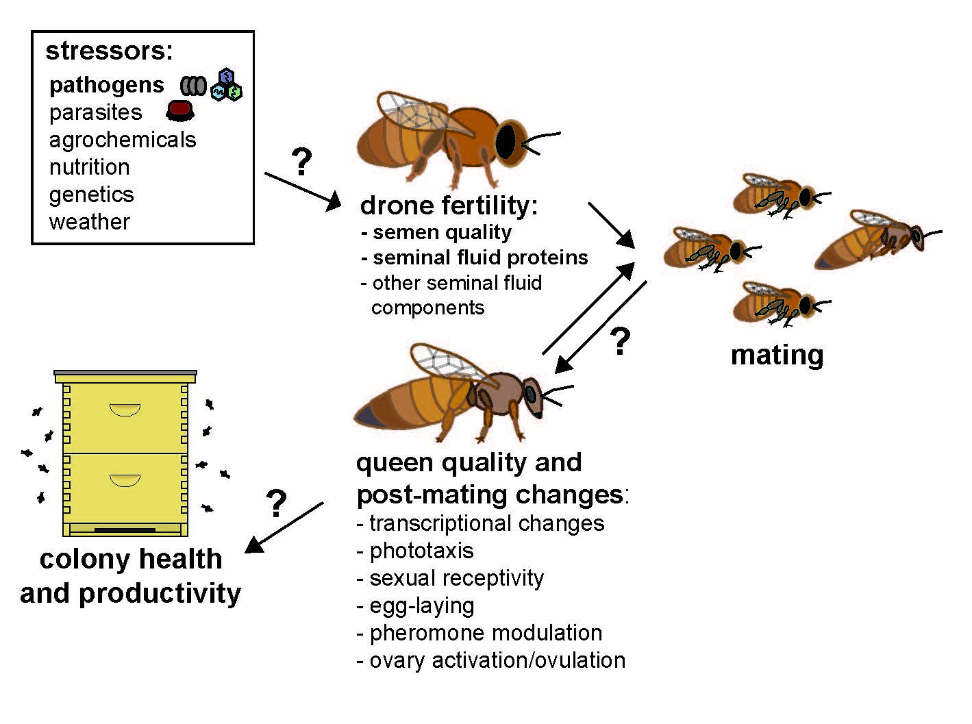 Insects Free Full Text Putative Drone Copulation 