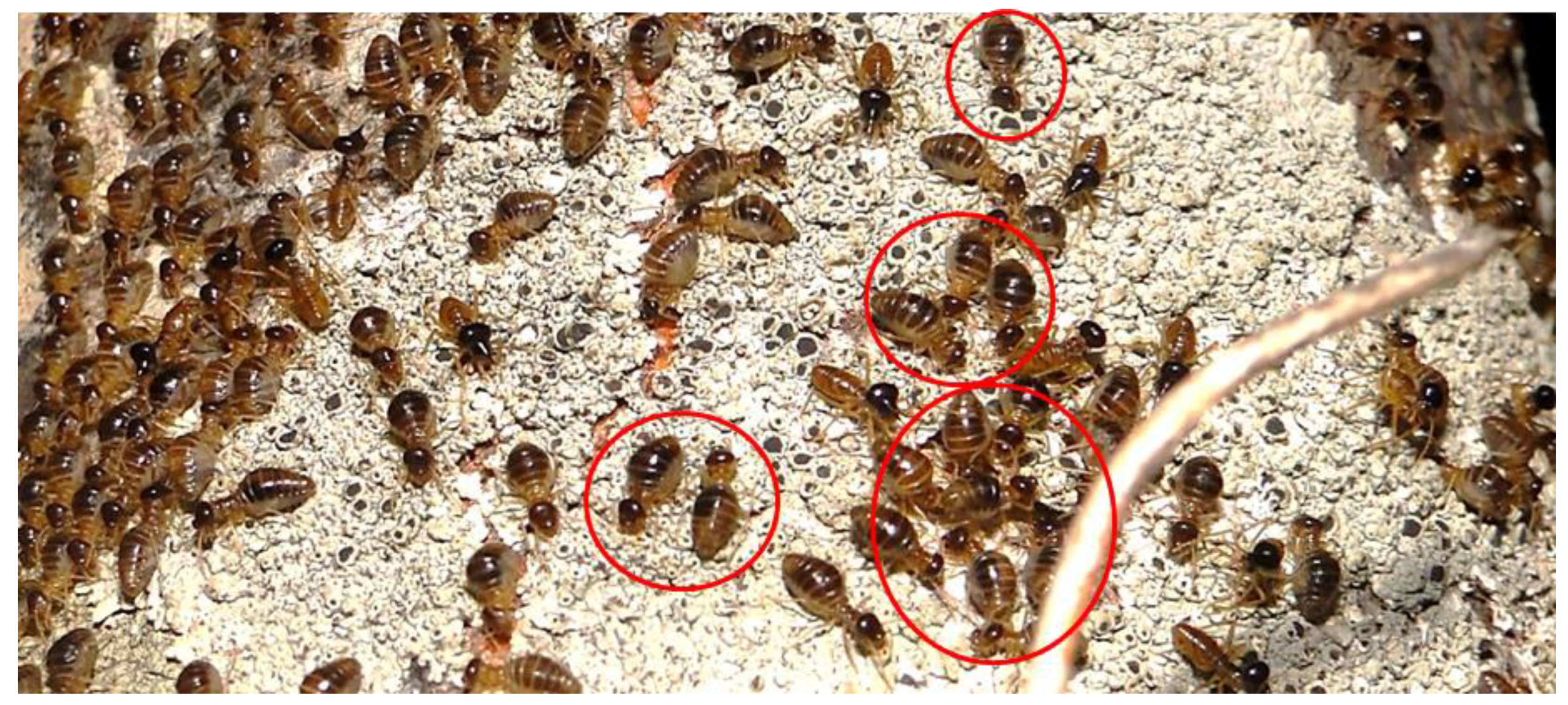 Insects 10 00023 g001