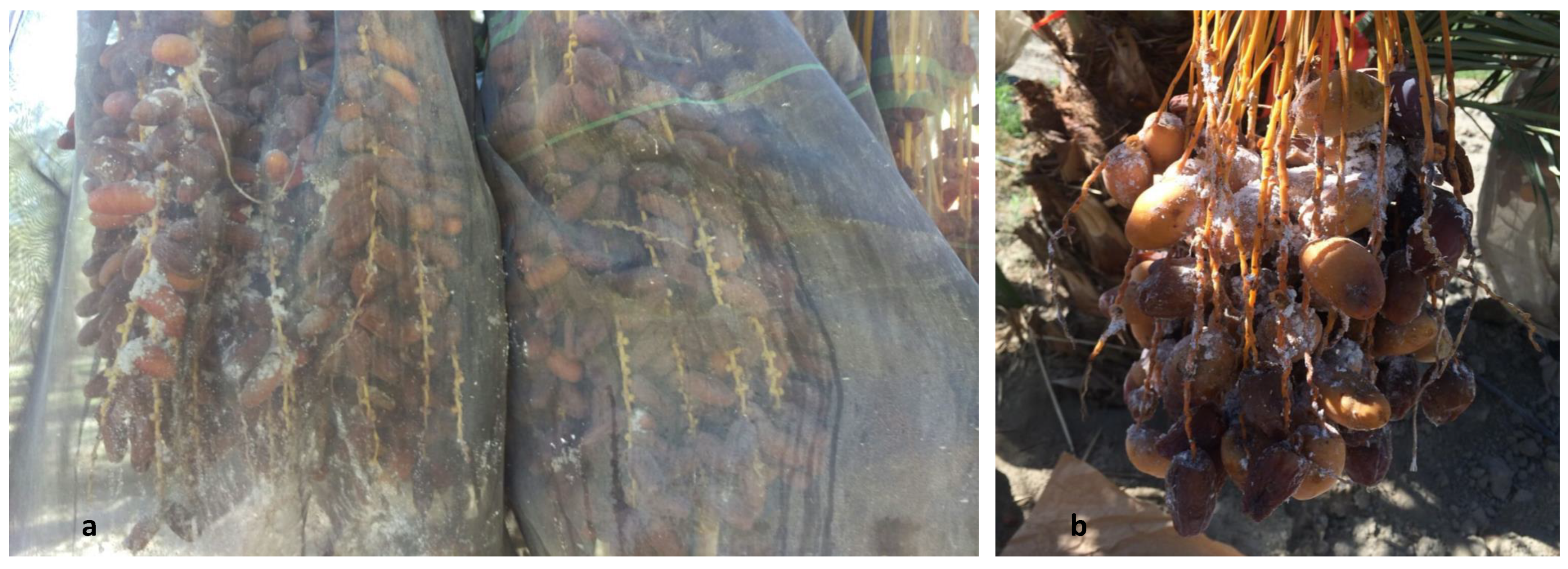 Insects 10 00031 g001 550