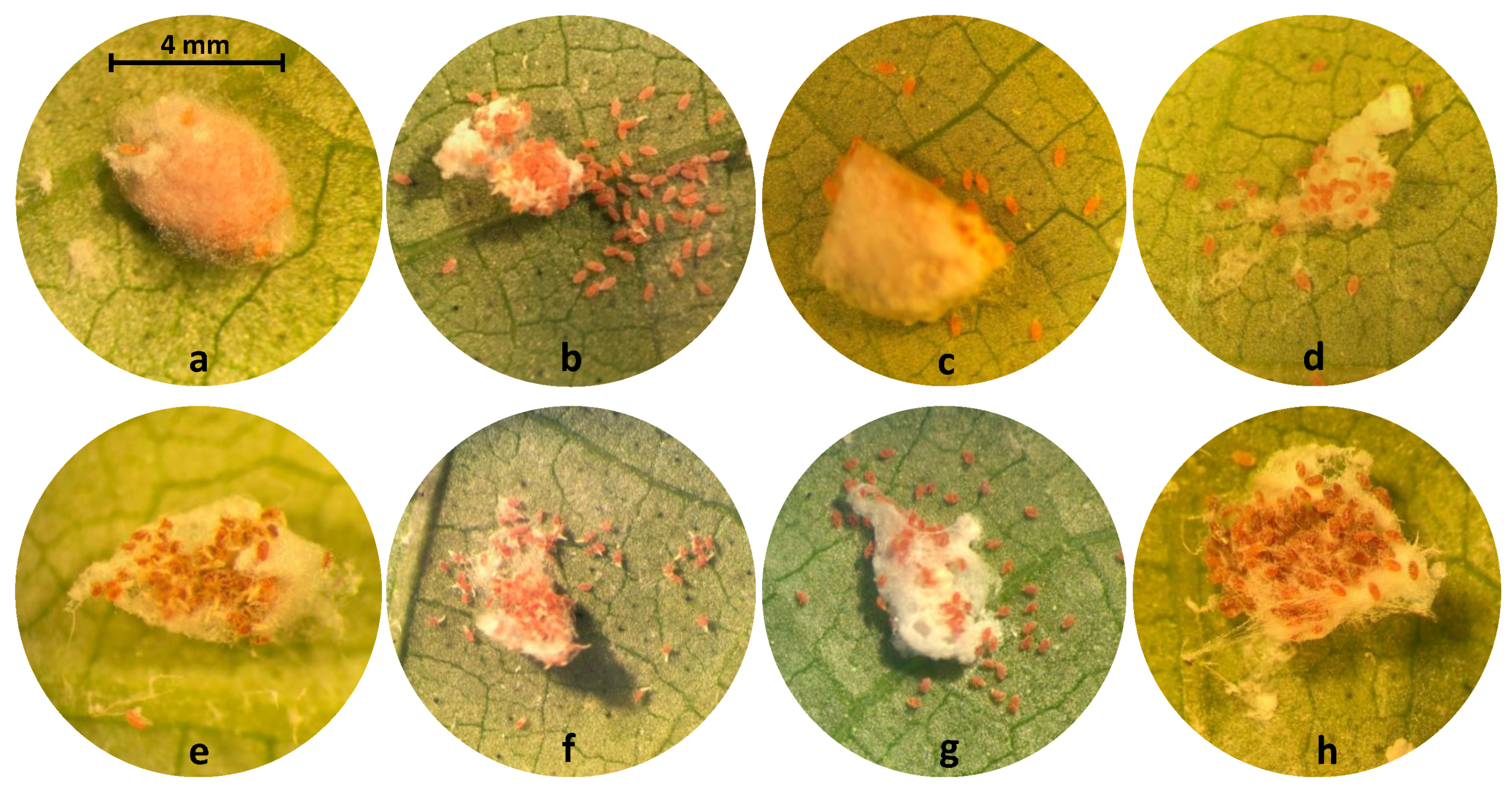 Insects 10 00031 g002 550