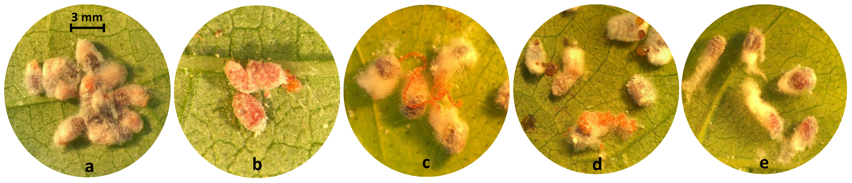 Insects 10 00031 g003 550