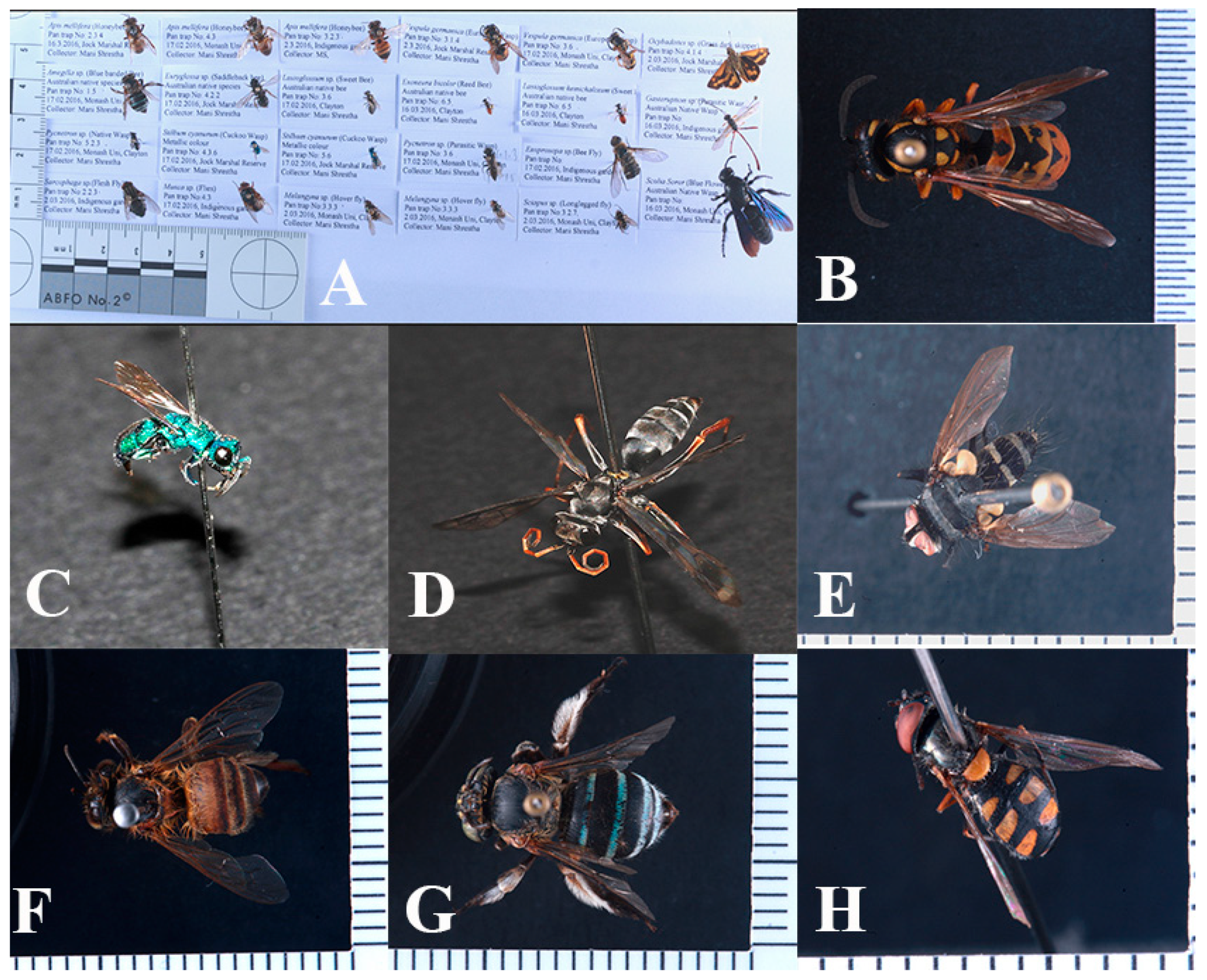 Insects 10 00040 g004 Insects 10 00040 g004