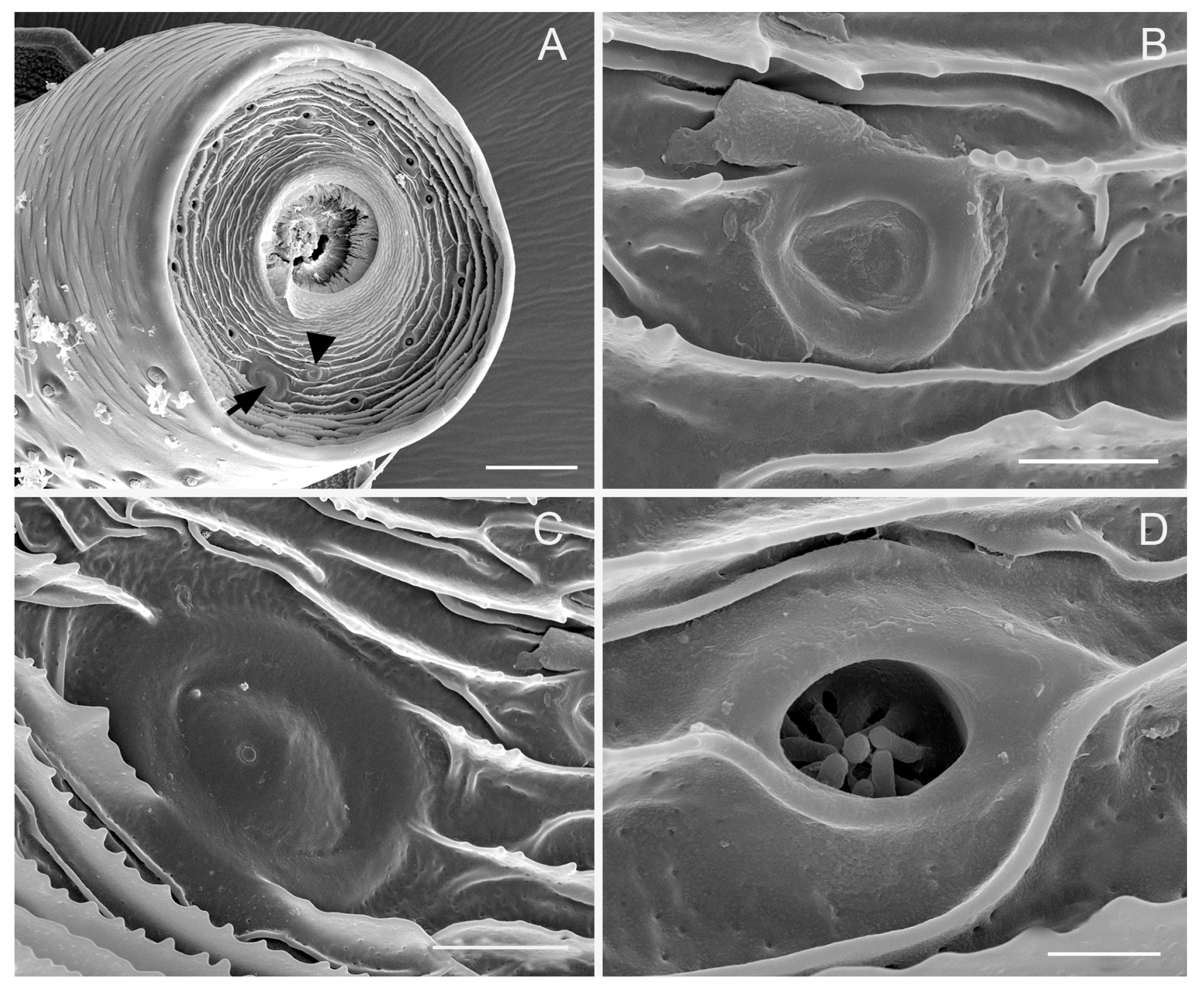 Insects 10 00056 g004 Insects 10 00056 g004