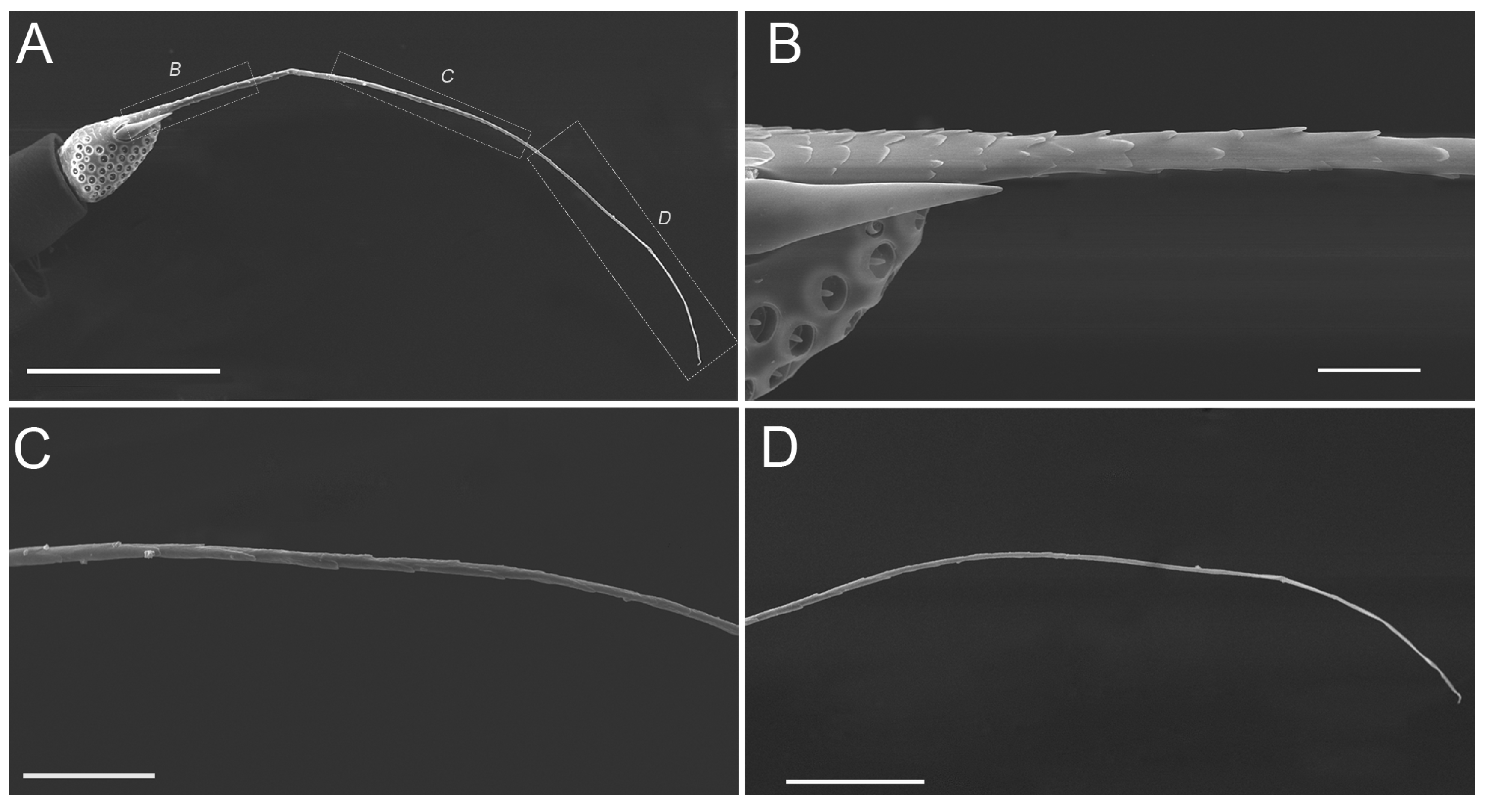 Insects 10 00056 g007 Insects 10 00056 g007