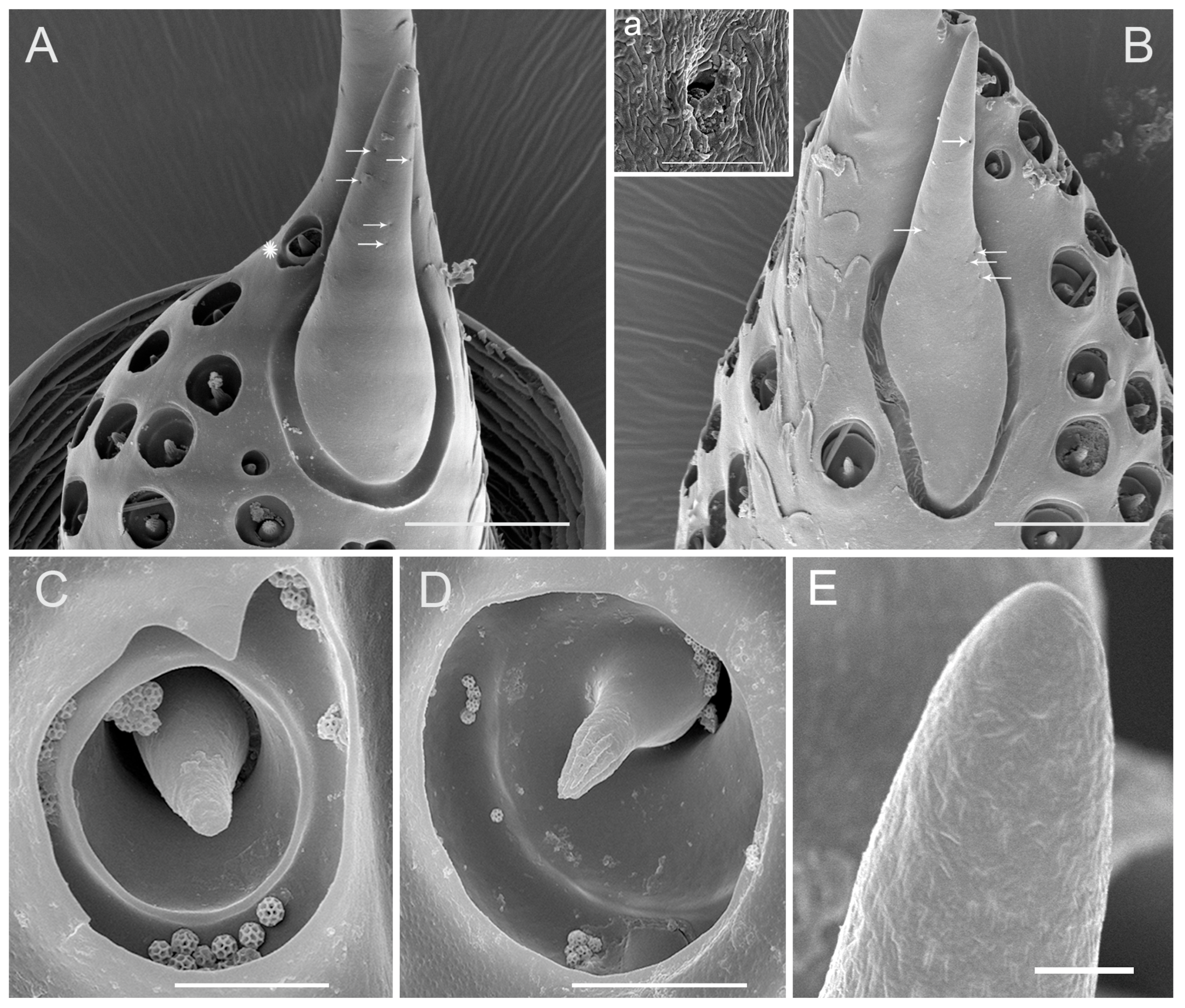 Insects 10 00056 g009 Insects 10 00056 g009
