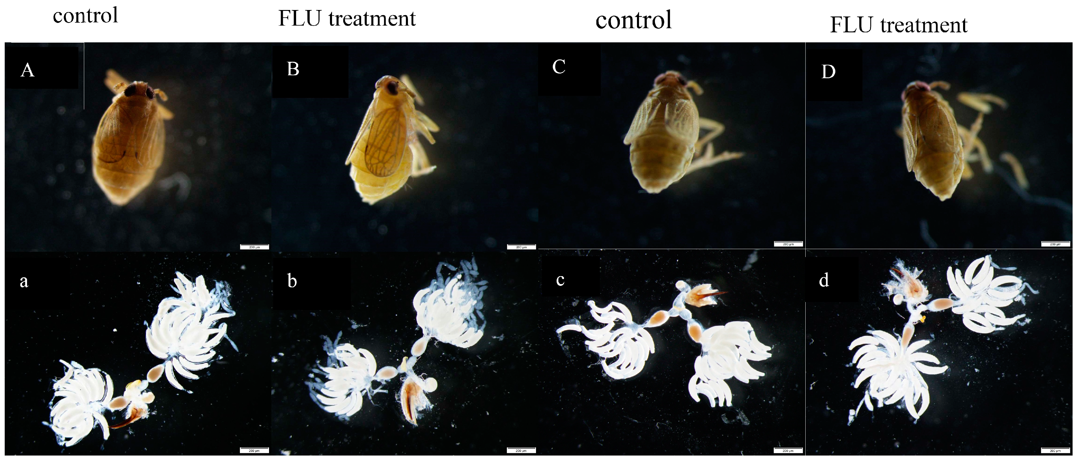 Insects 10 00057 g003