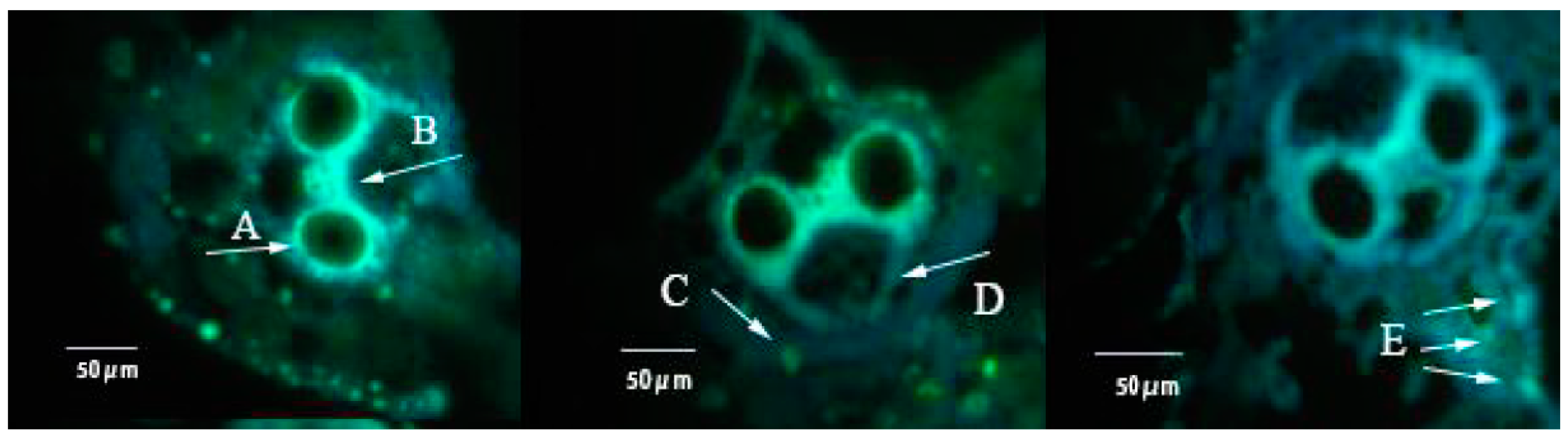 Insects 10 00057 g004