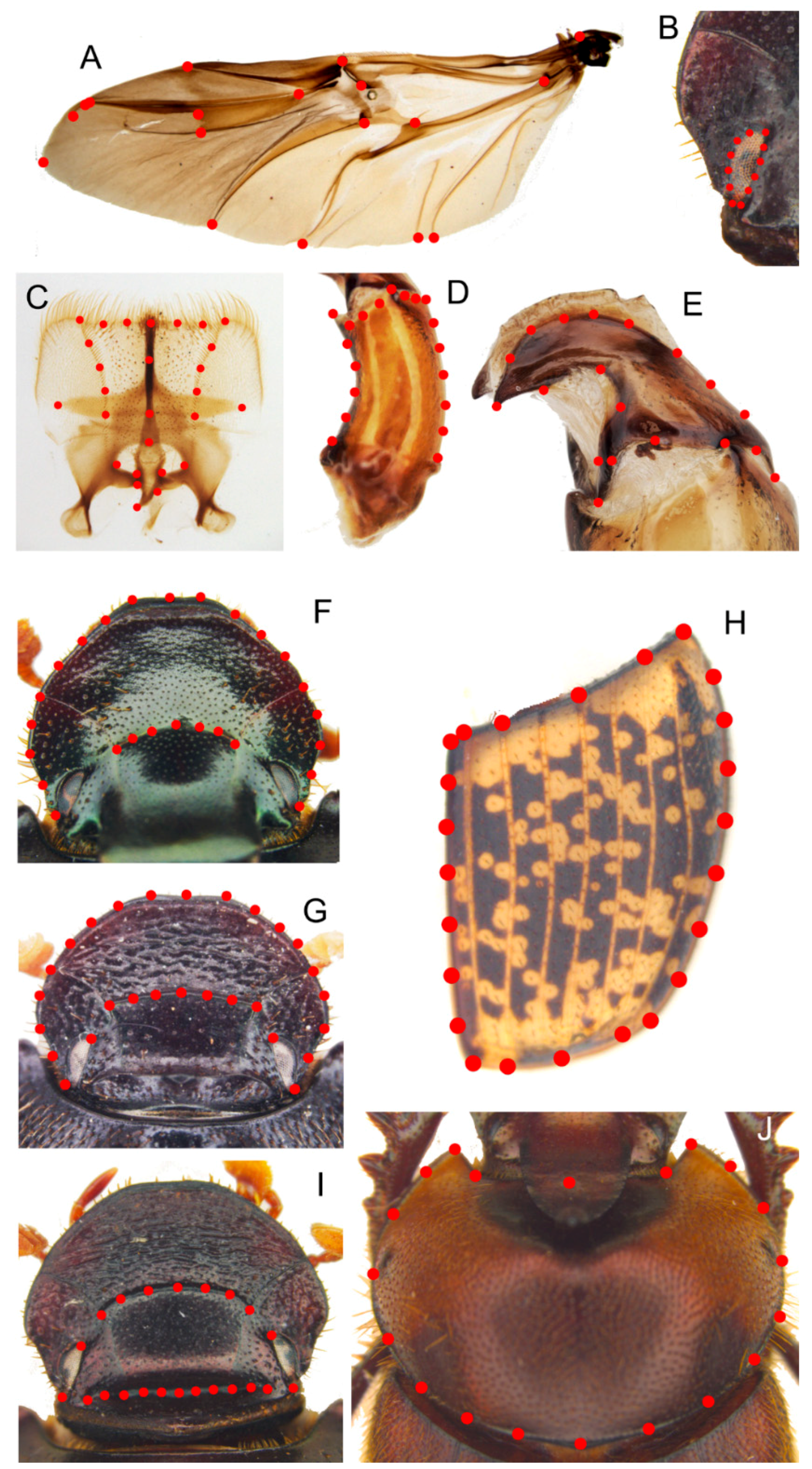 Insects 10 00064 g001
