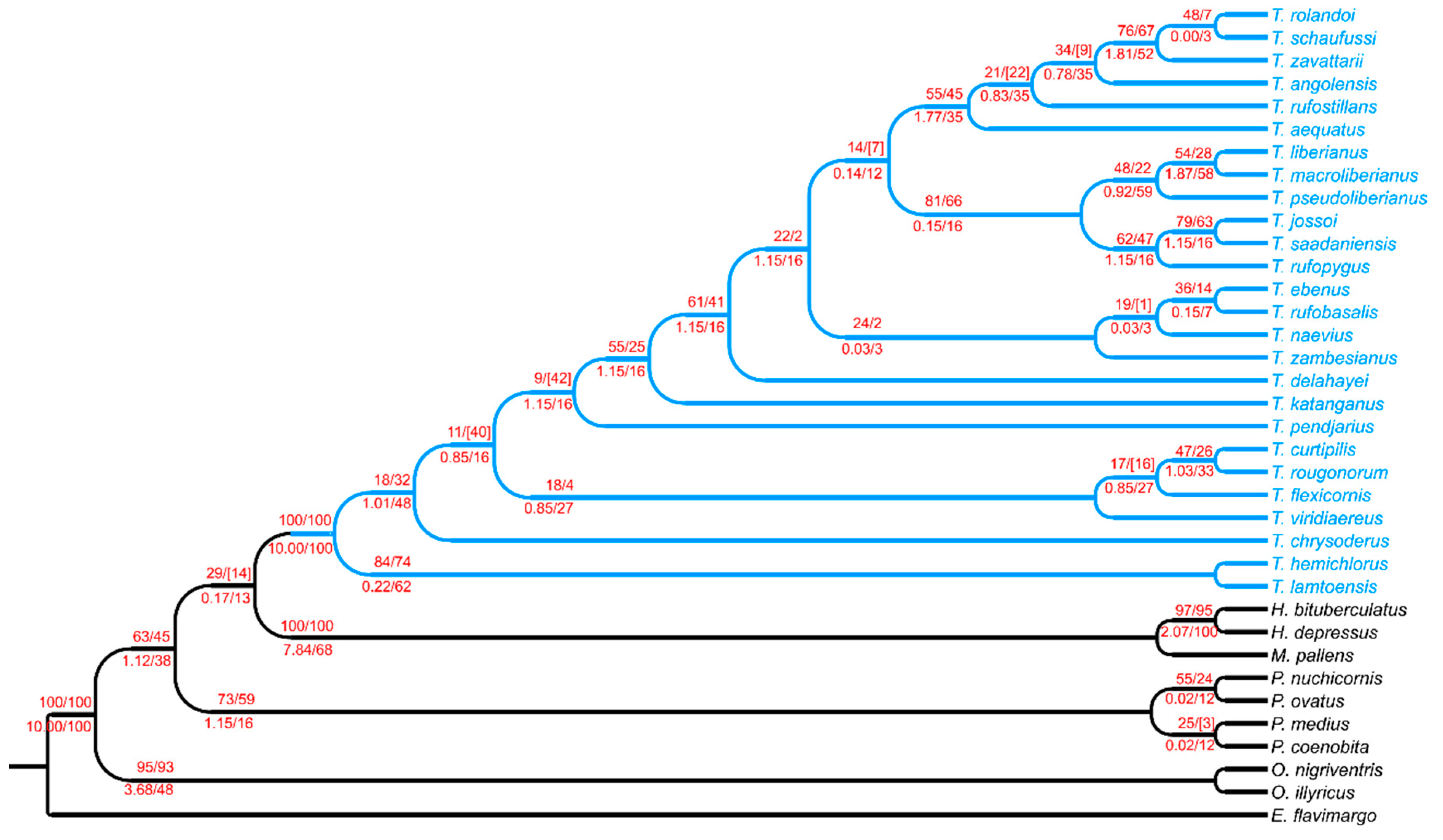 insects free full text the phylogenetic relationships of tiaronthophagus n gen coleoptera scarabaeidae onthophagini evaluated by phenotypic characters html